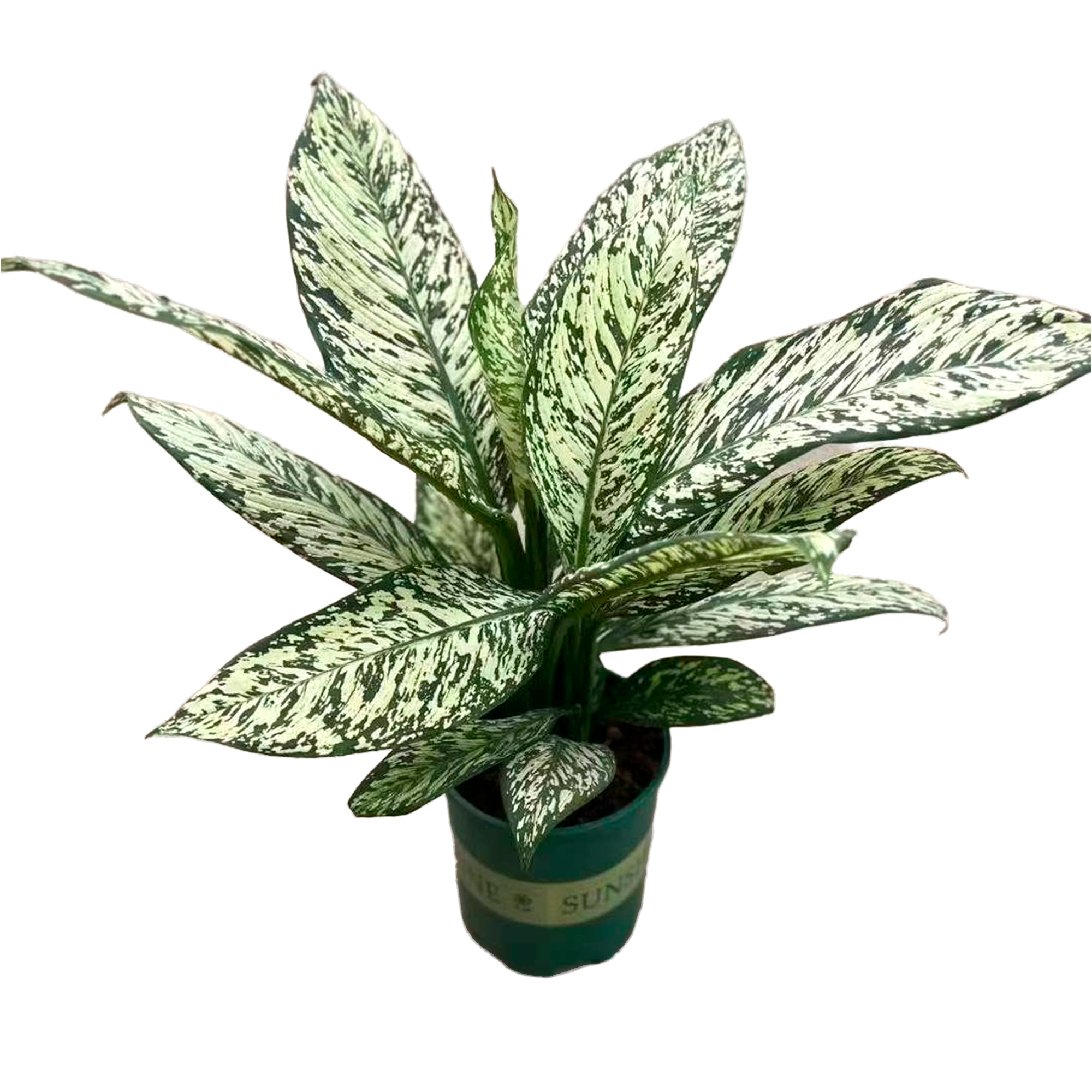 Диффенбахия Вайт Этна