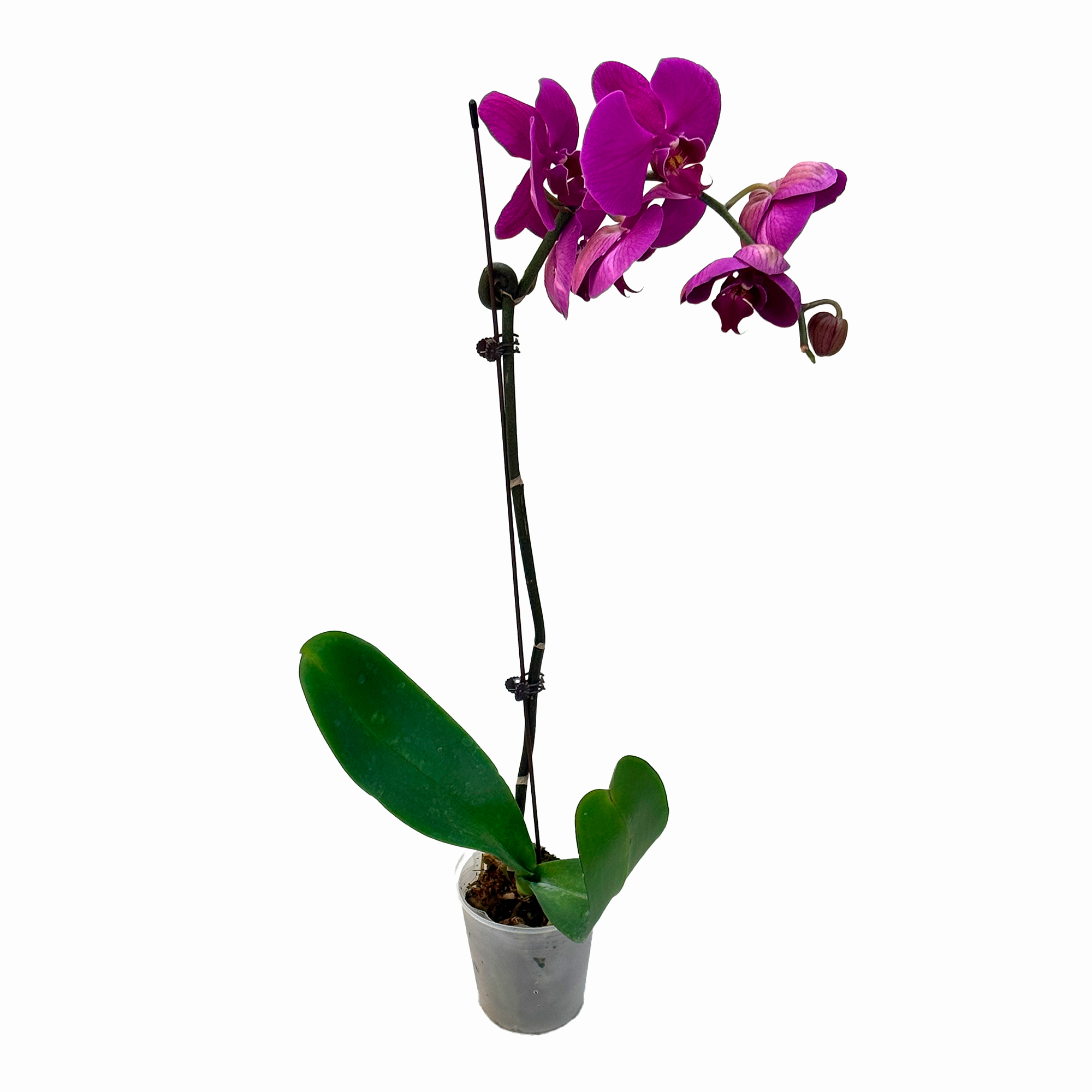 Фаленопсис Биг Чили 1 ст