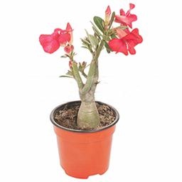 Адениум Обесум