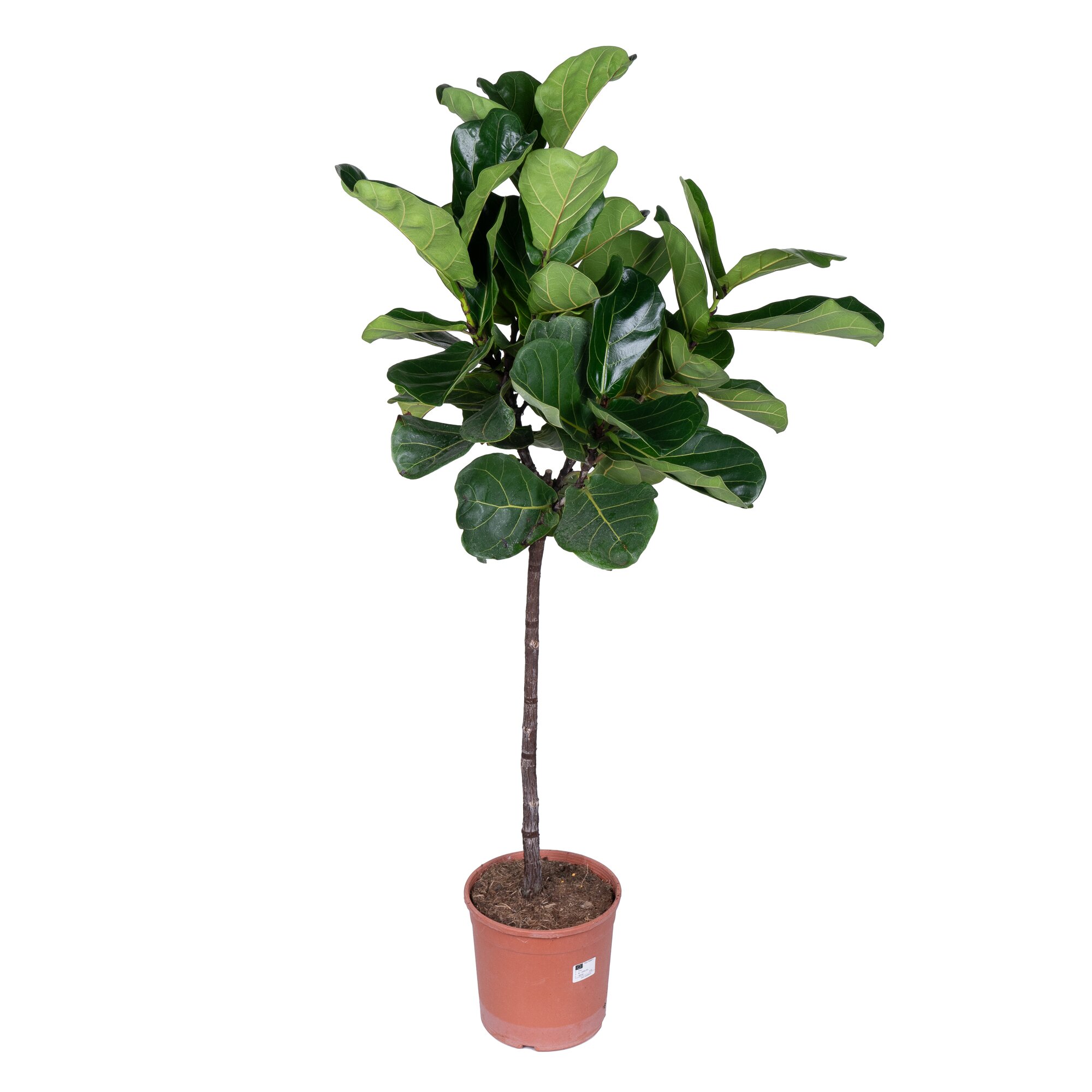 Фикус лирата штамбовый