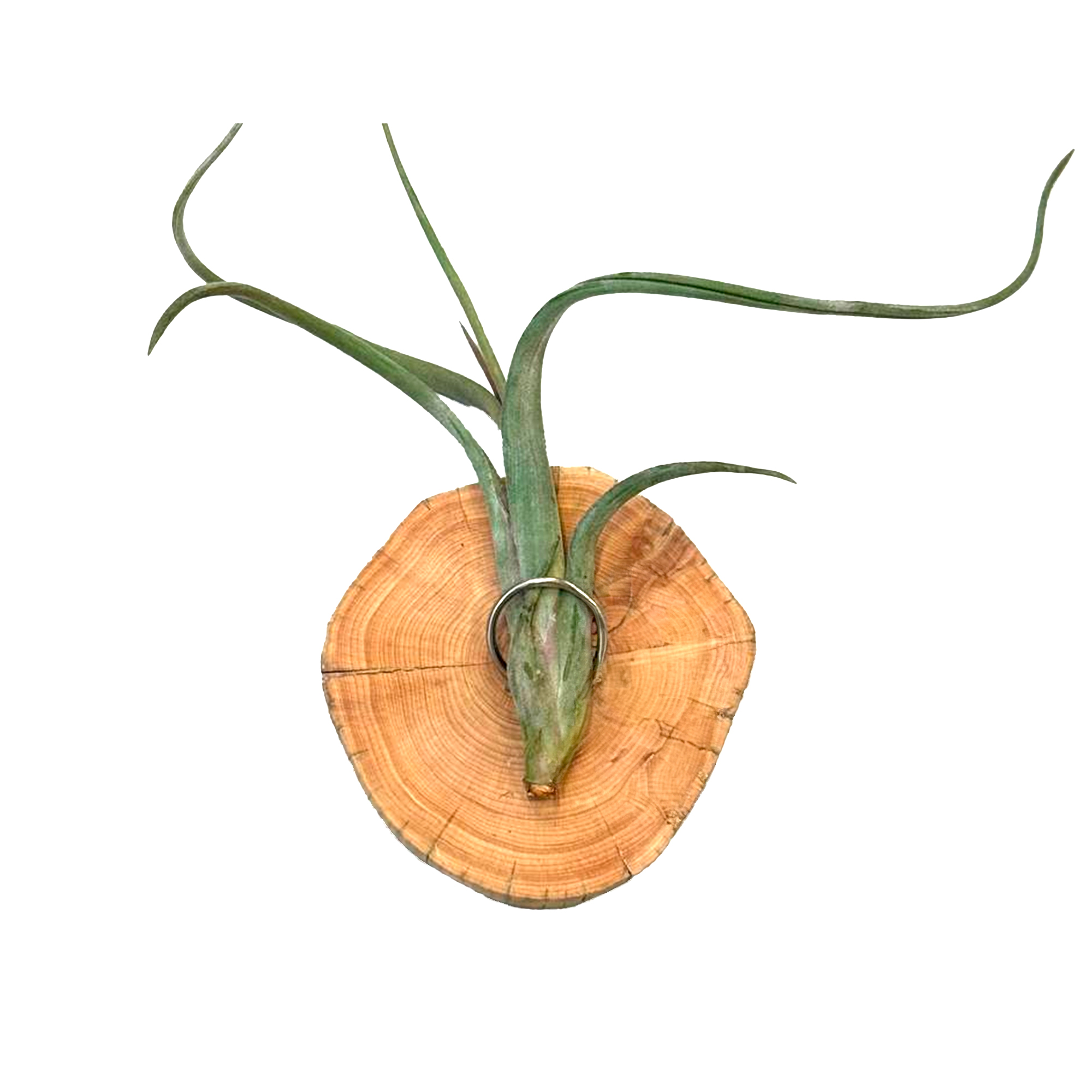 Тилландсия атмосферная Магнит микс