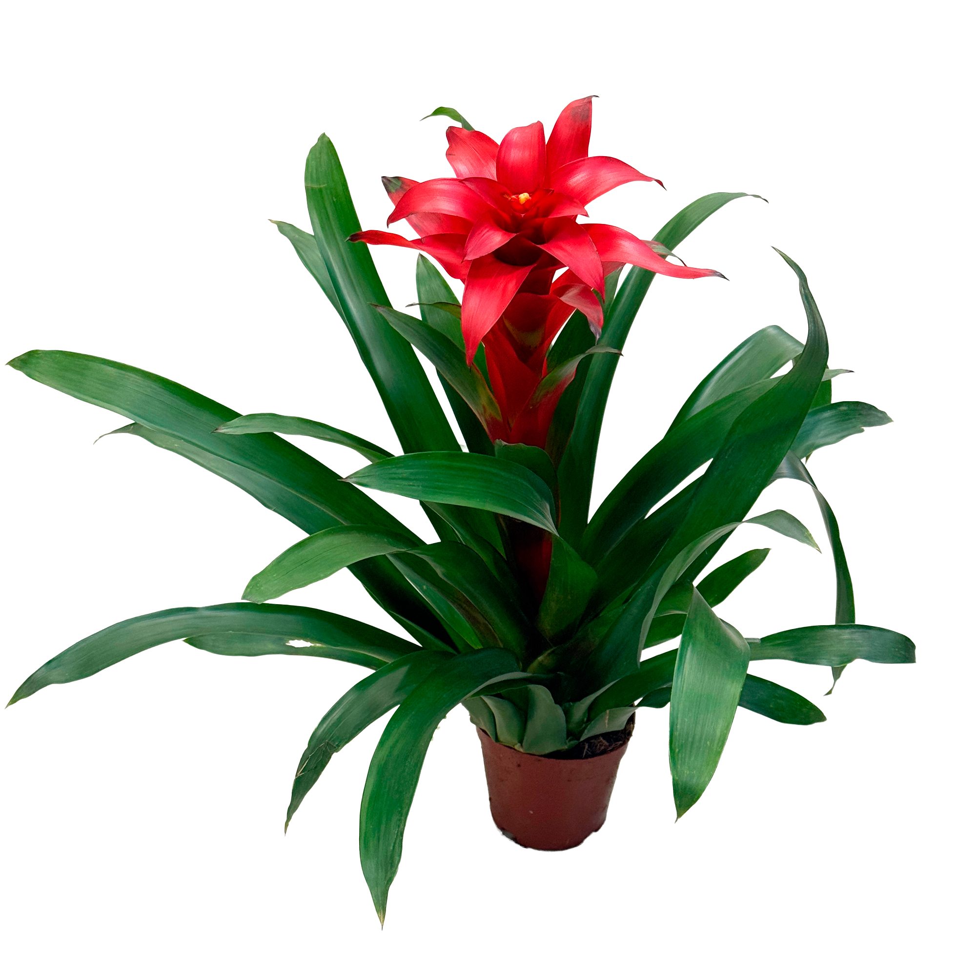 Гузмания Красная