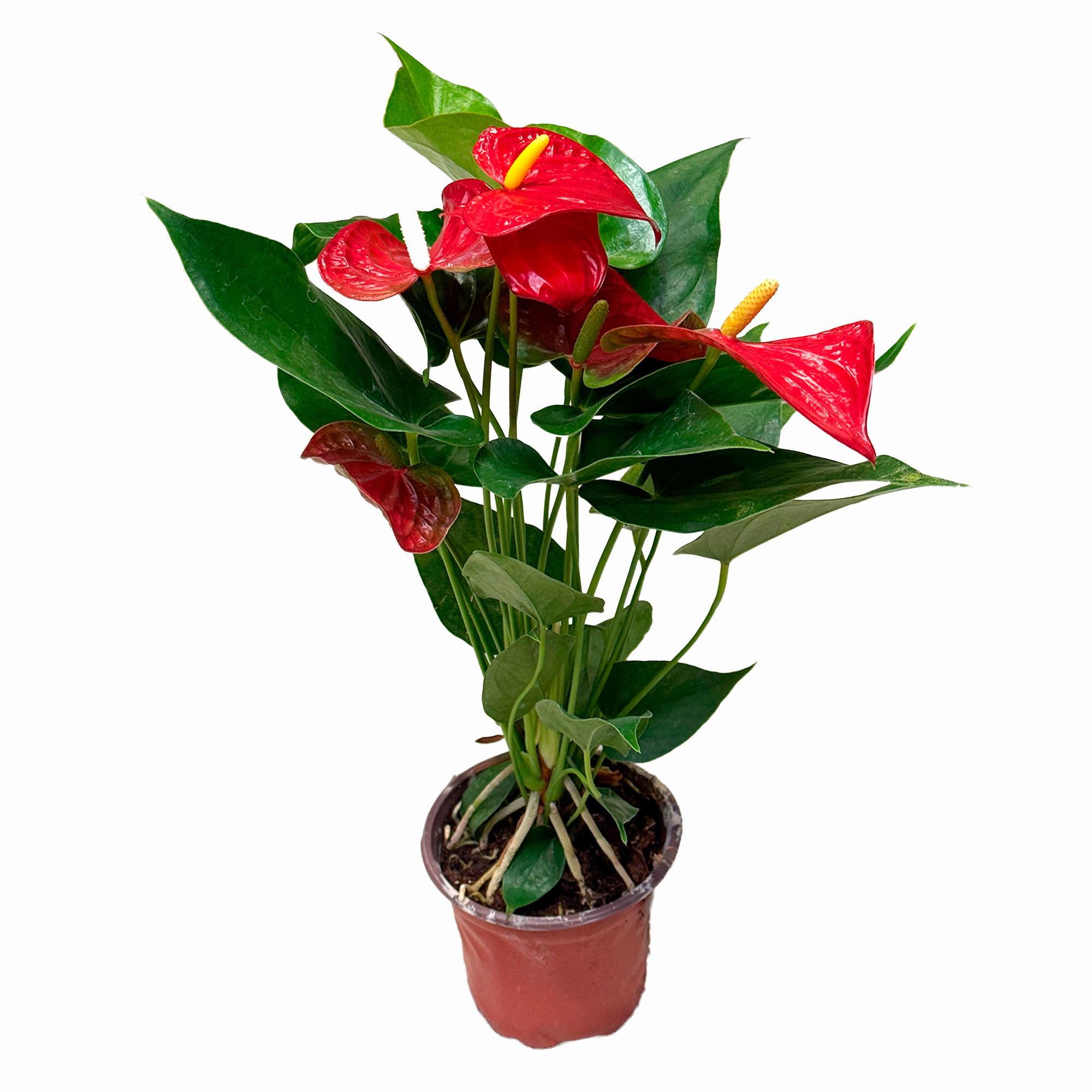 Антуриум андрианум Ред Спот