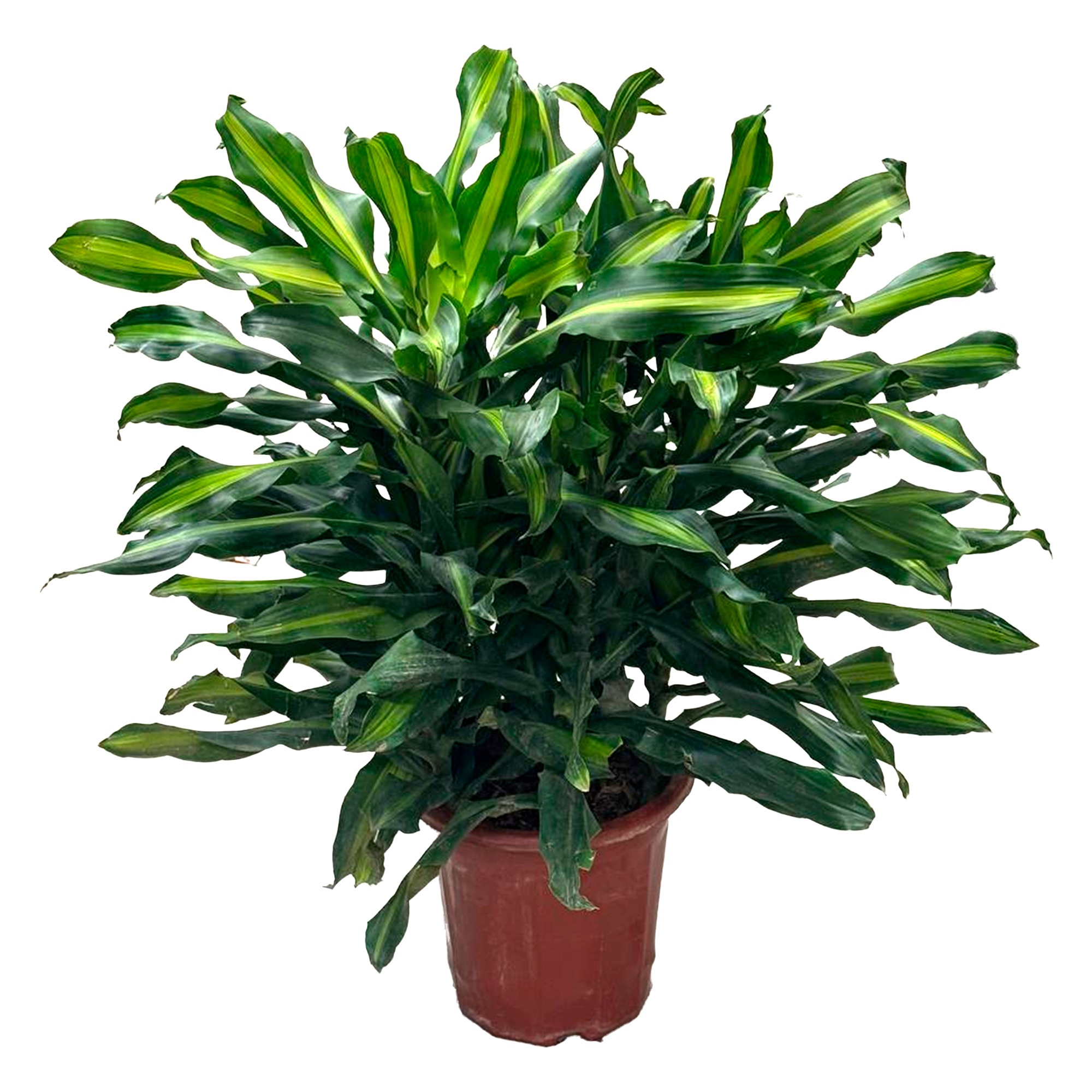 Драцена фрагранс Микс