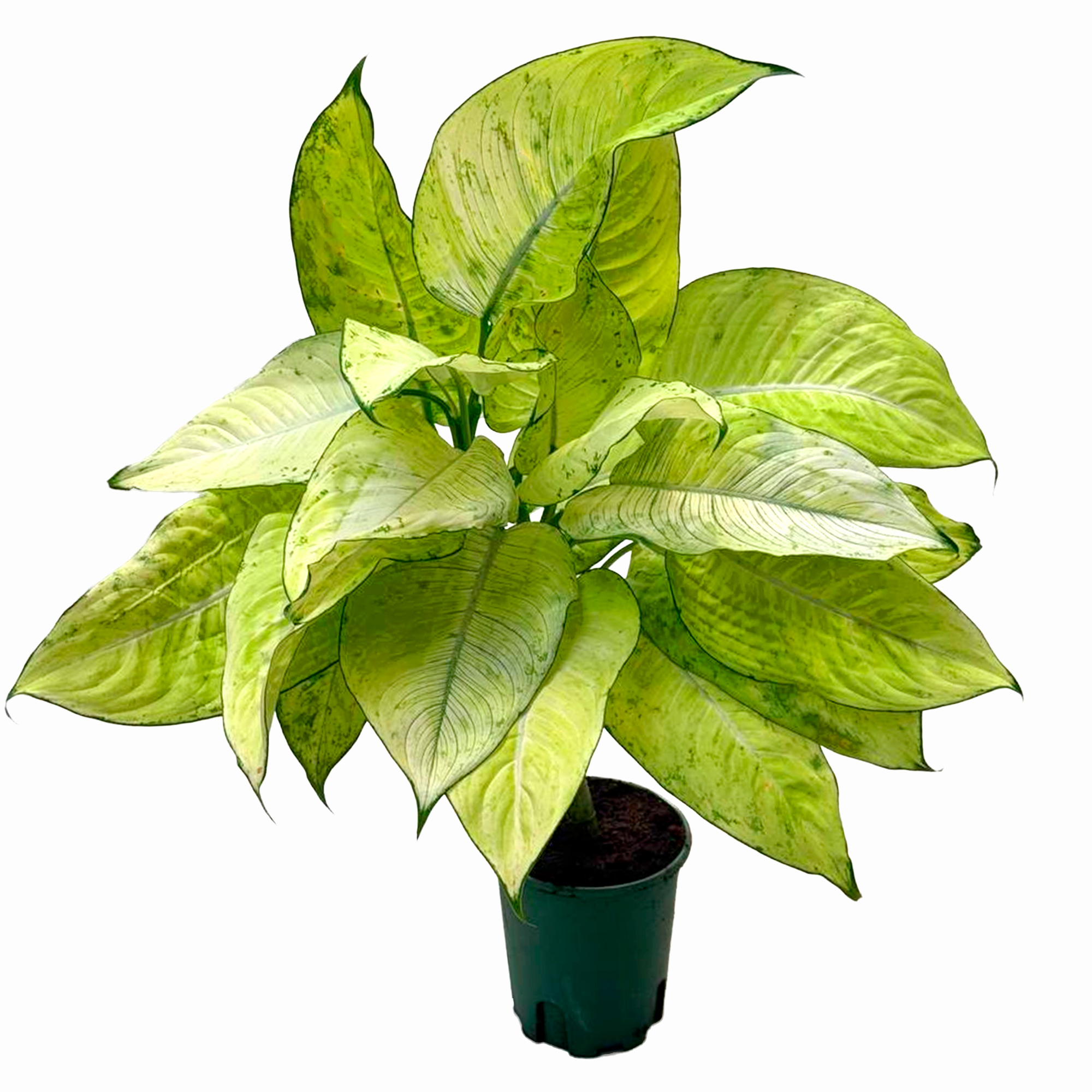 Диффенбахия Авокадо