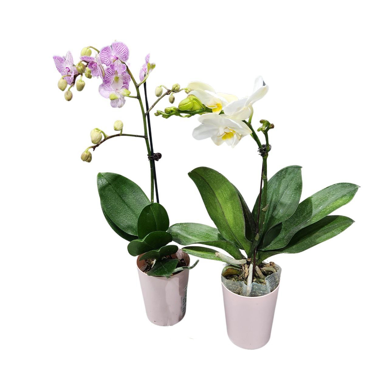 Фаленопсис Китайский Микс 1 ст