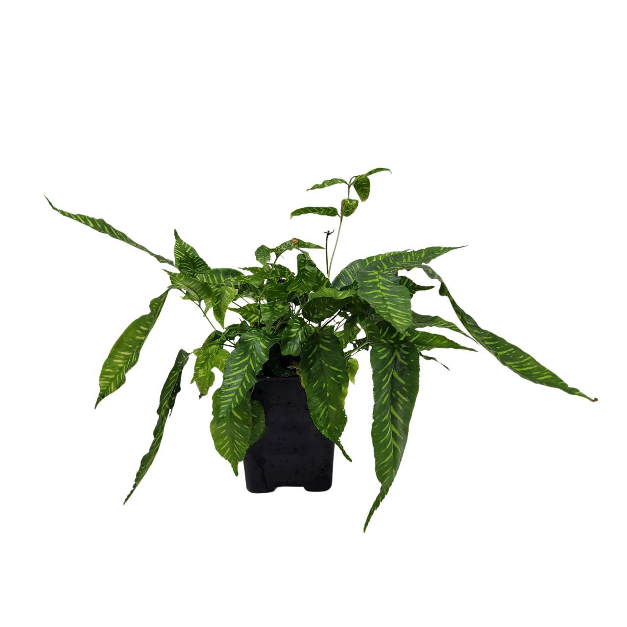 Кониограмма Голден Зебра