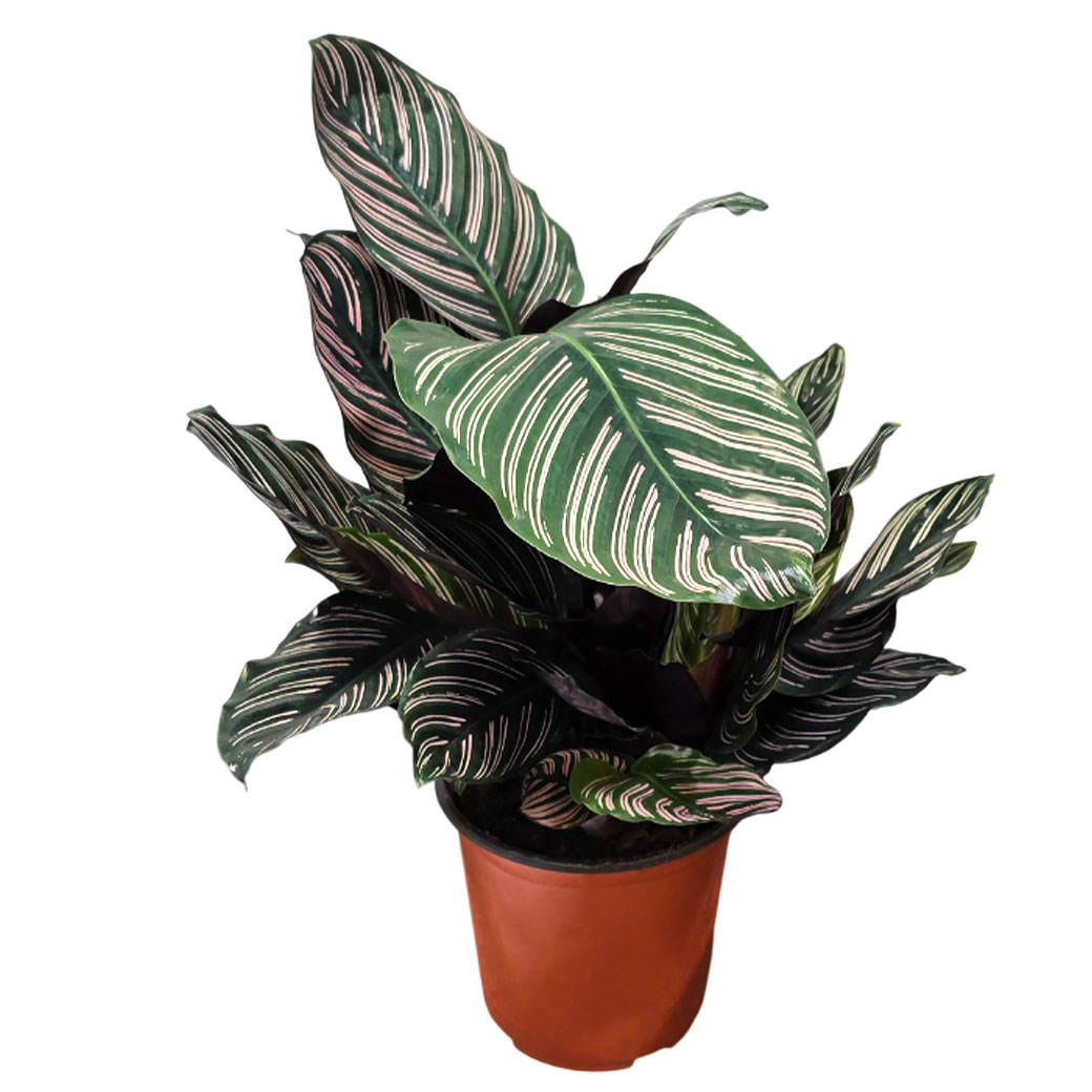 Калатея Орната