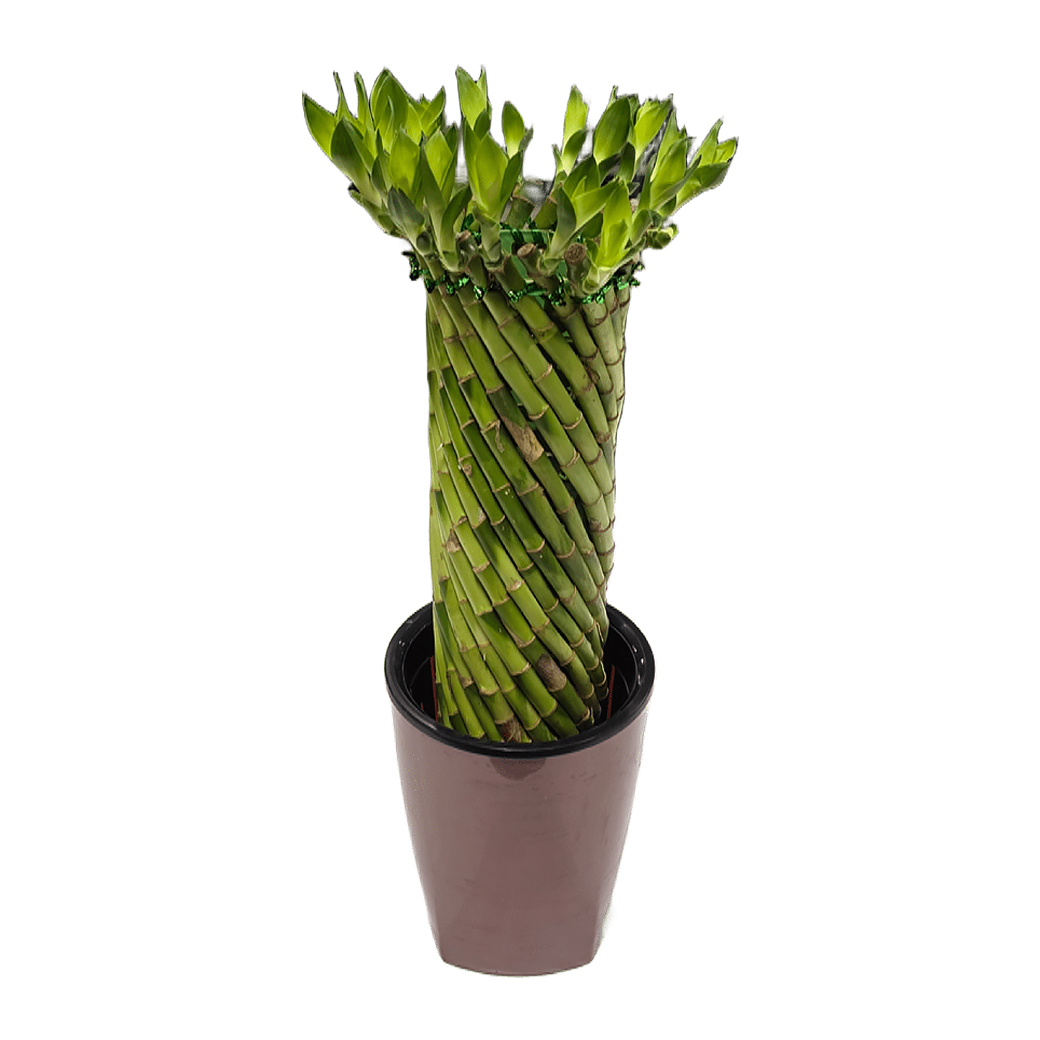 Бамбук лаки переплетенный