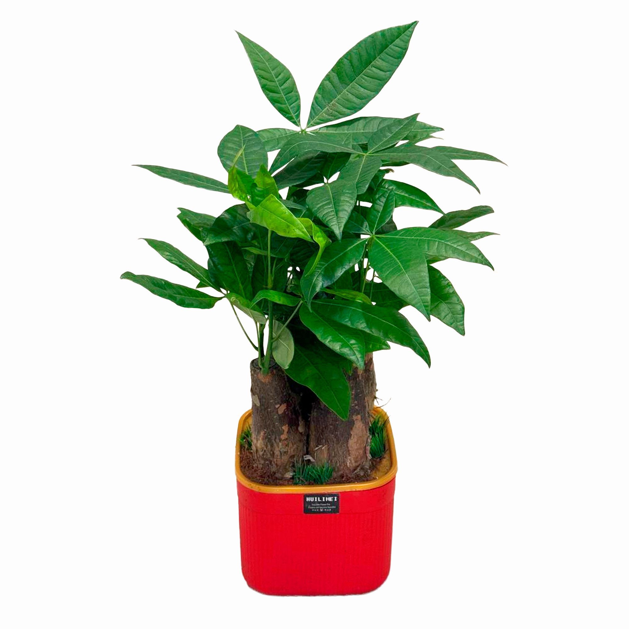 Пахира Акватика ствол на гидропонике