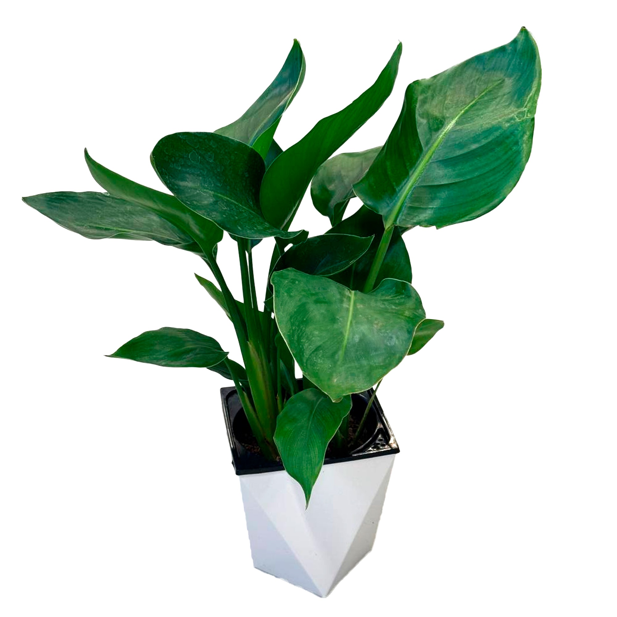 Стрелиция в пластиковом горшке