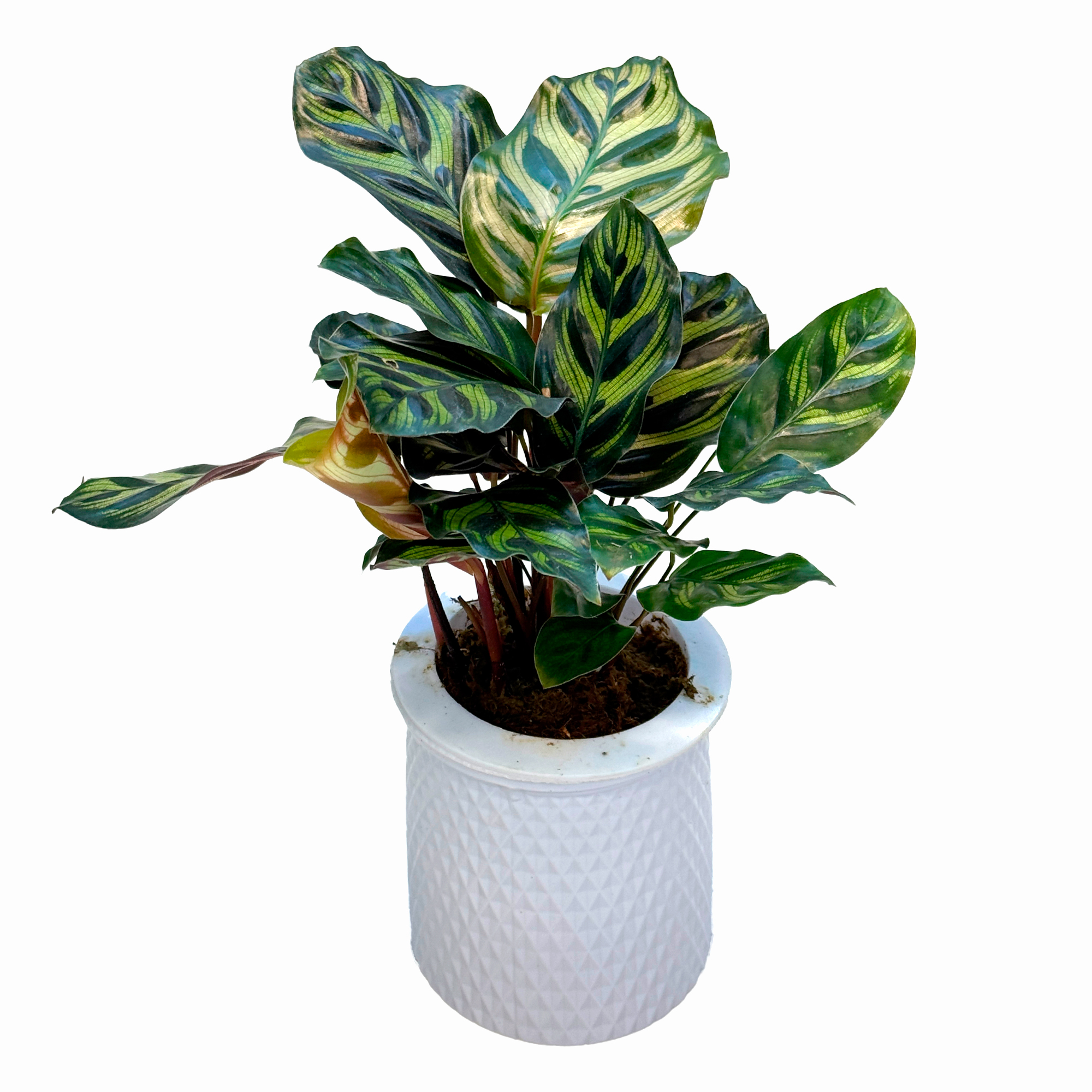 Калатея Пикок в кашпо