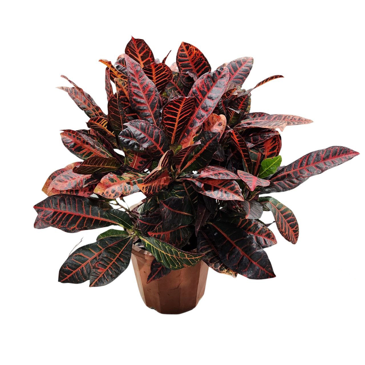 Кодиеум Петра