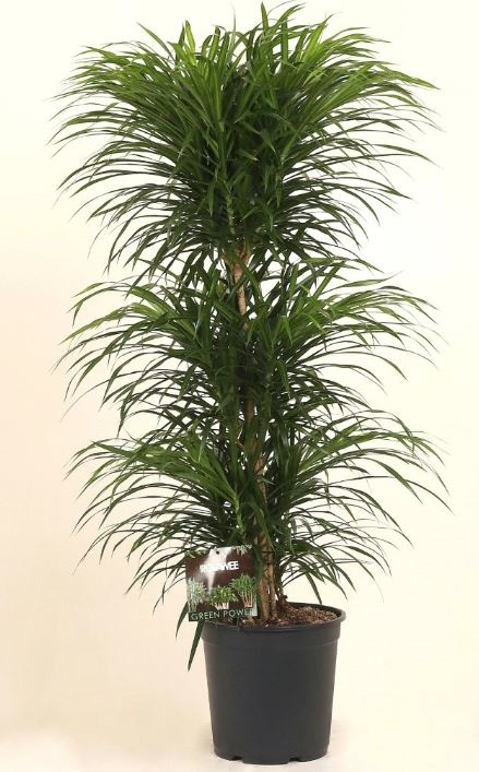 Драцена рефлекса Анита