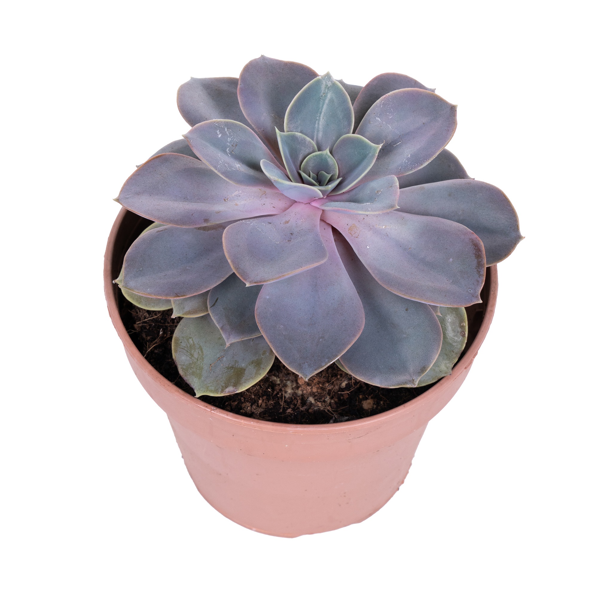 Эхеверия Перл Фон Нюрнберг