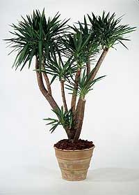 Драцена Драко