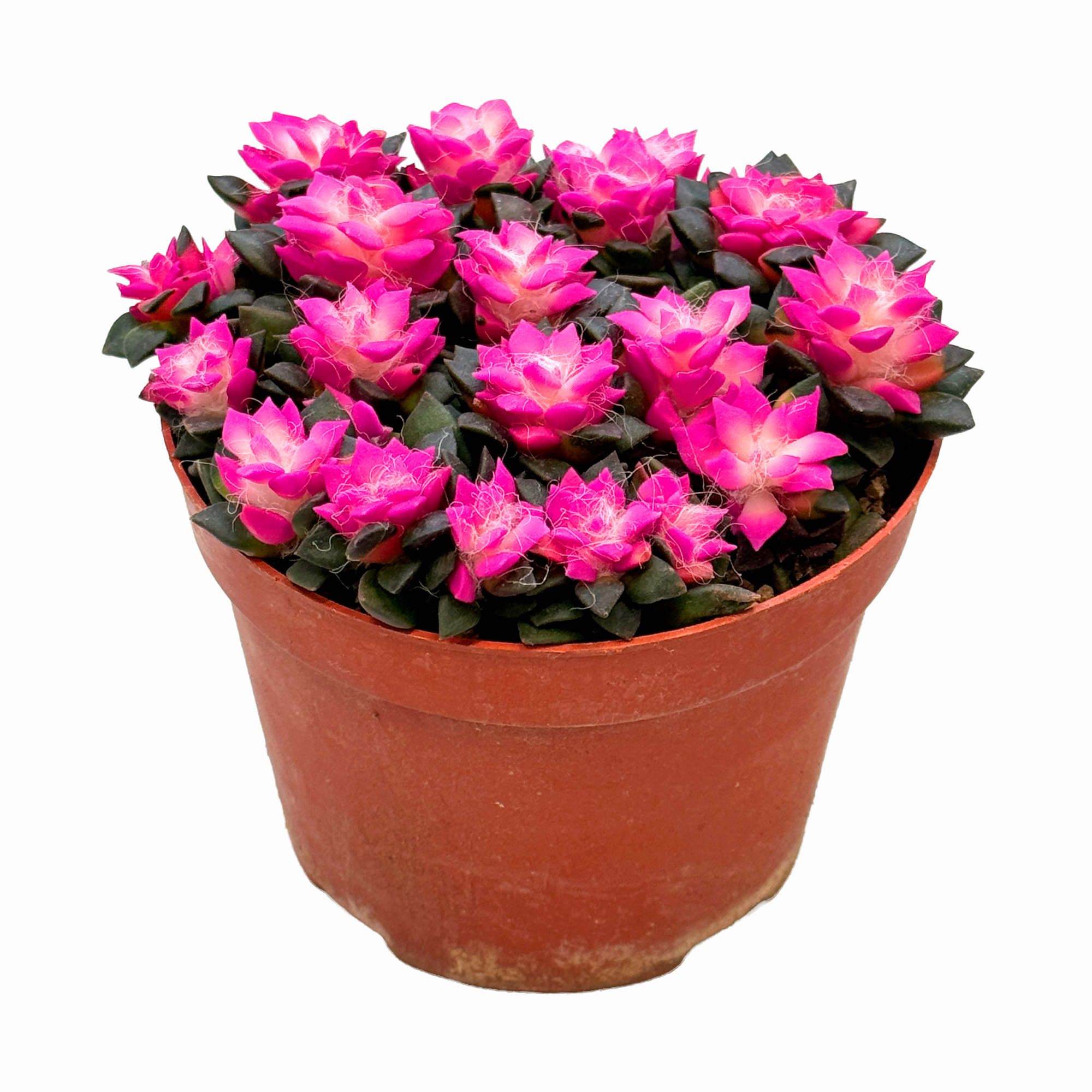 Анакампсерос рыжеватый Санрайз