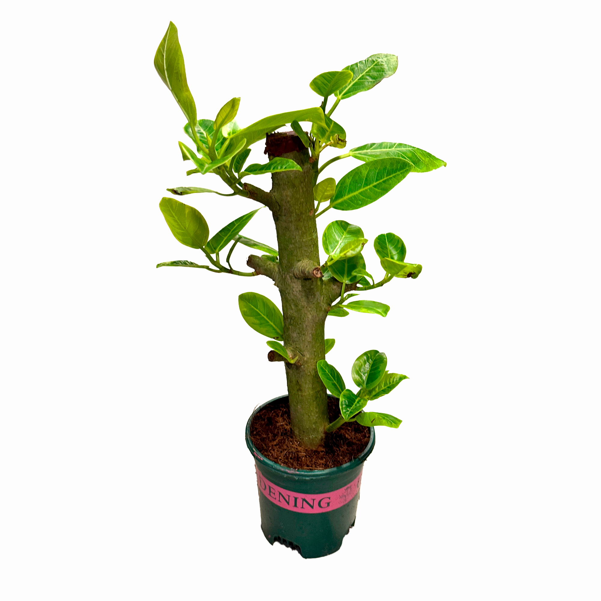 Фикус бенгаленсис Алтиссима