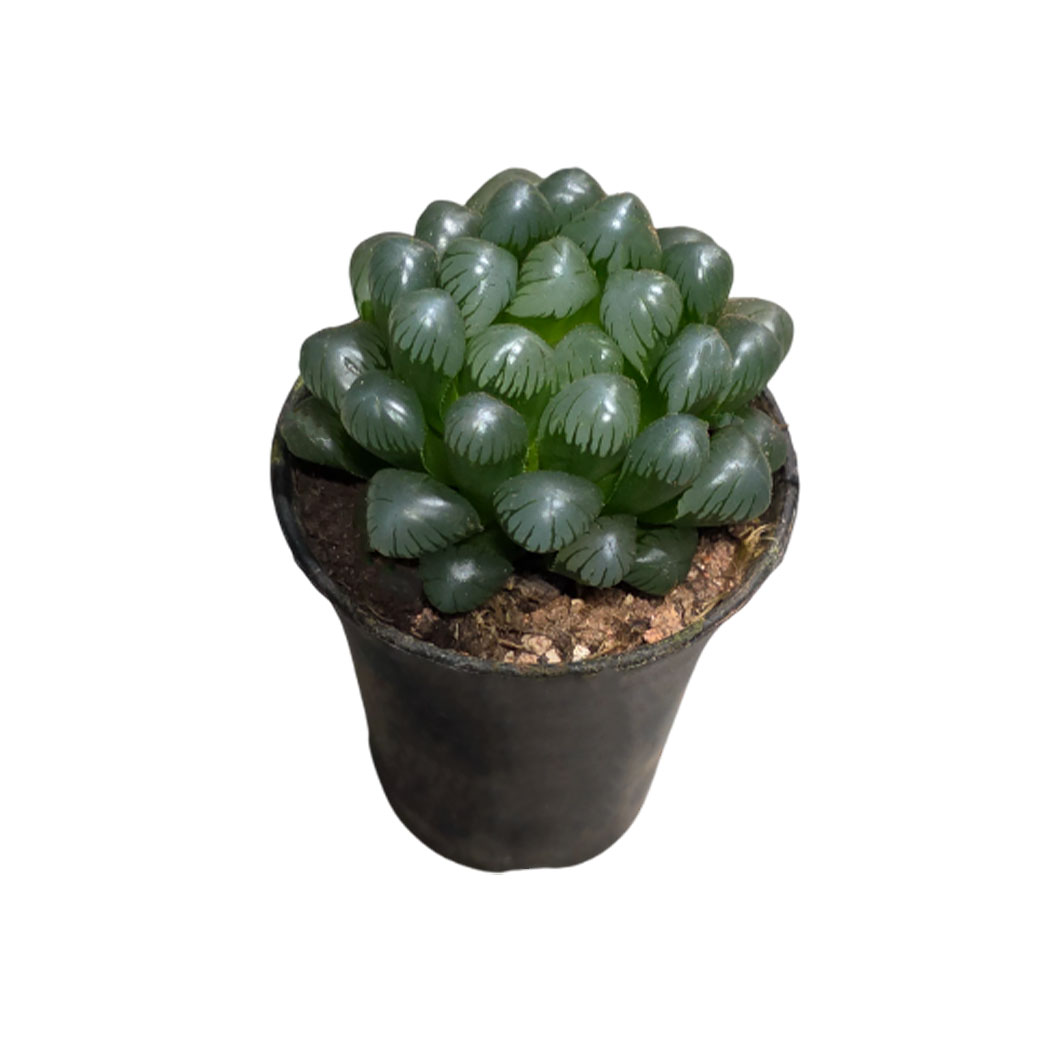 Хавортия Купери