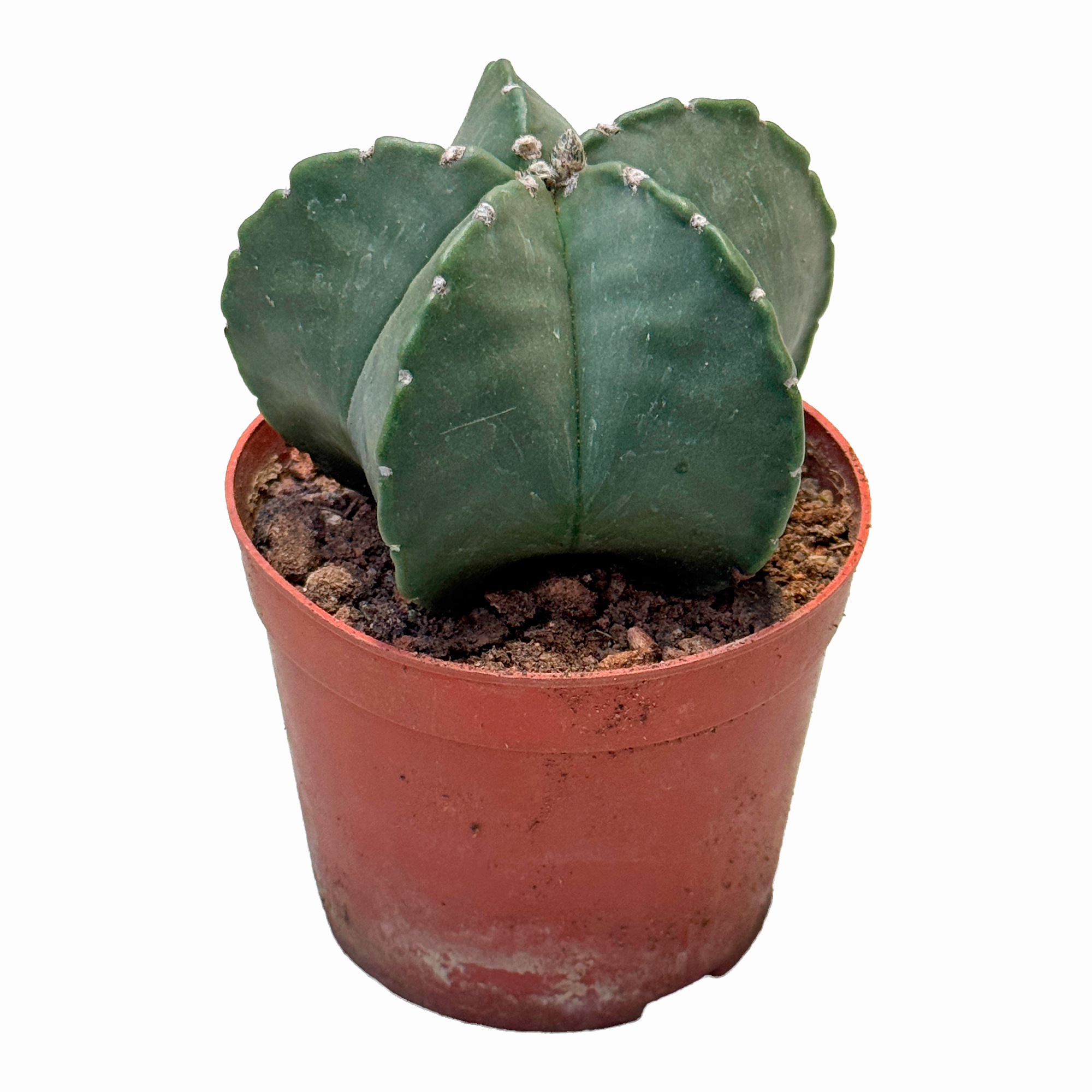 Астрофитум Мириостигма Нудум