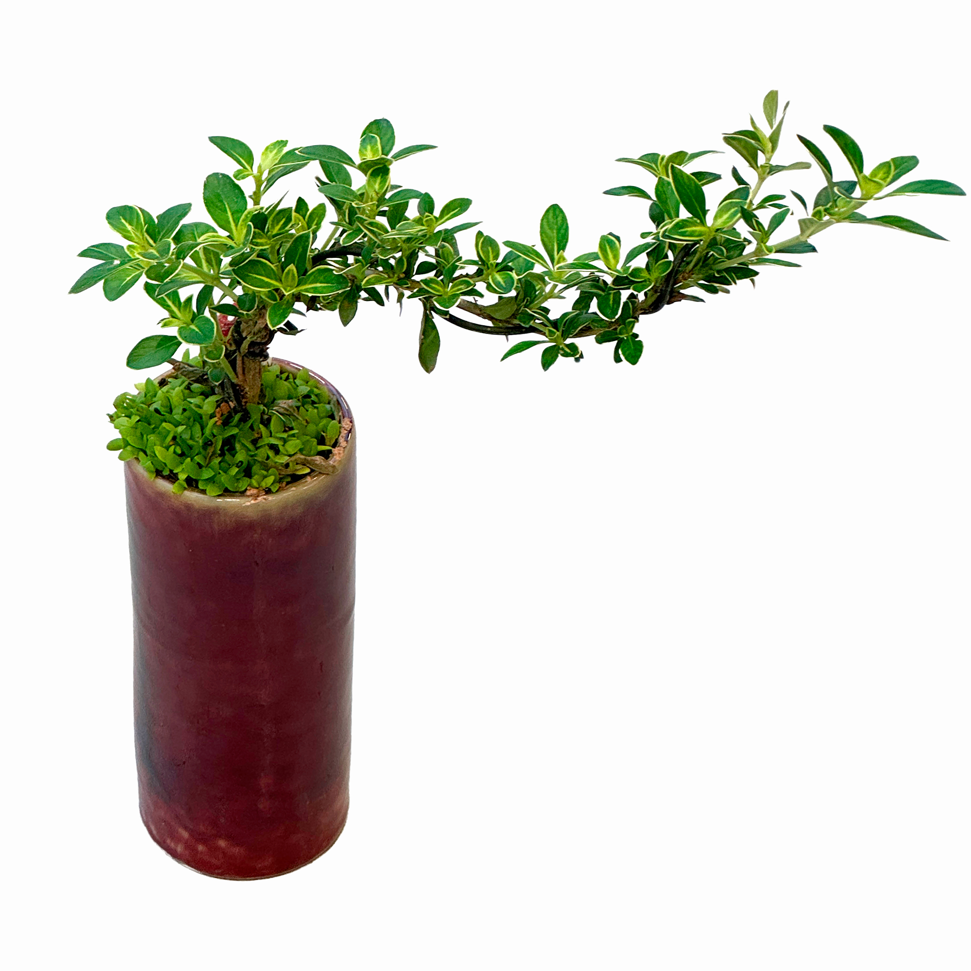 Бонсай Микс