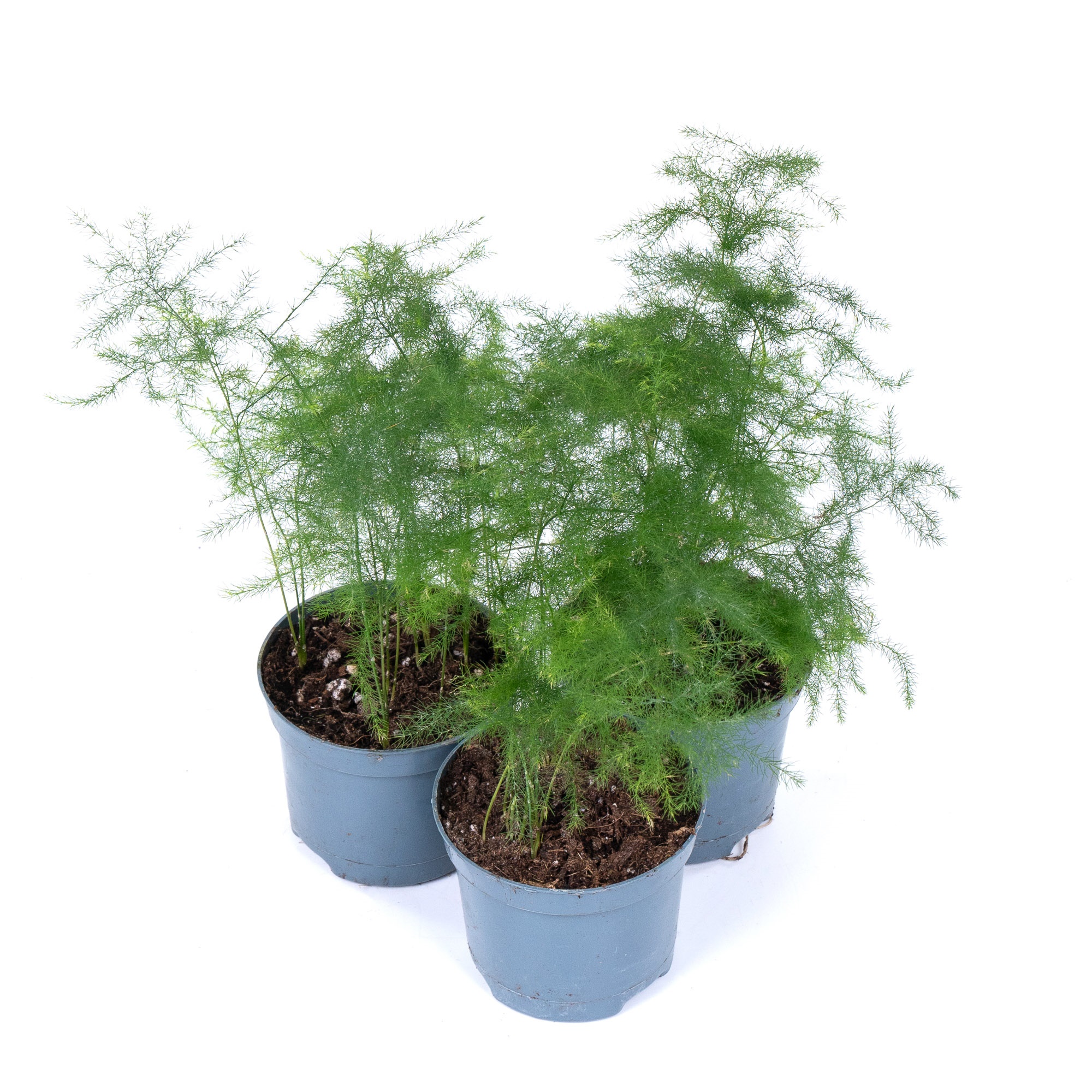 Аспарагус Микс