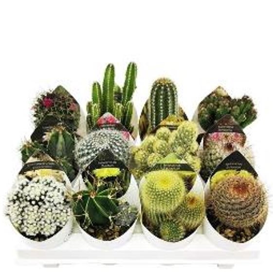 Кактус Итальянский Микс