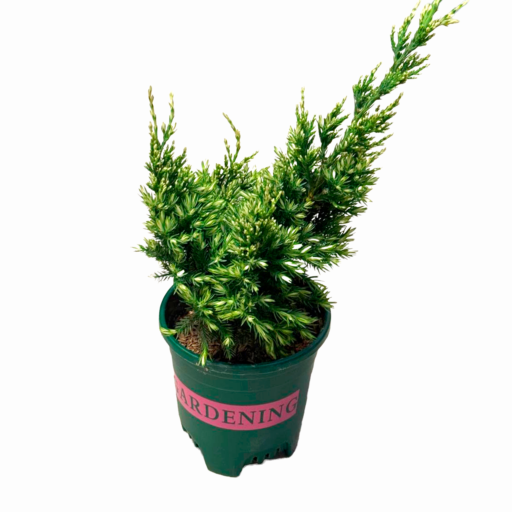 Можжевельник бонсай