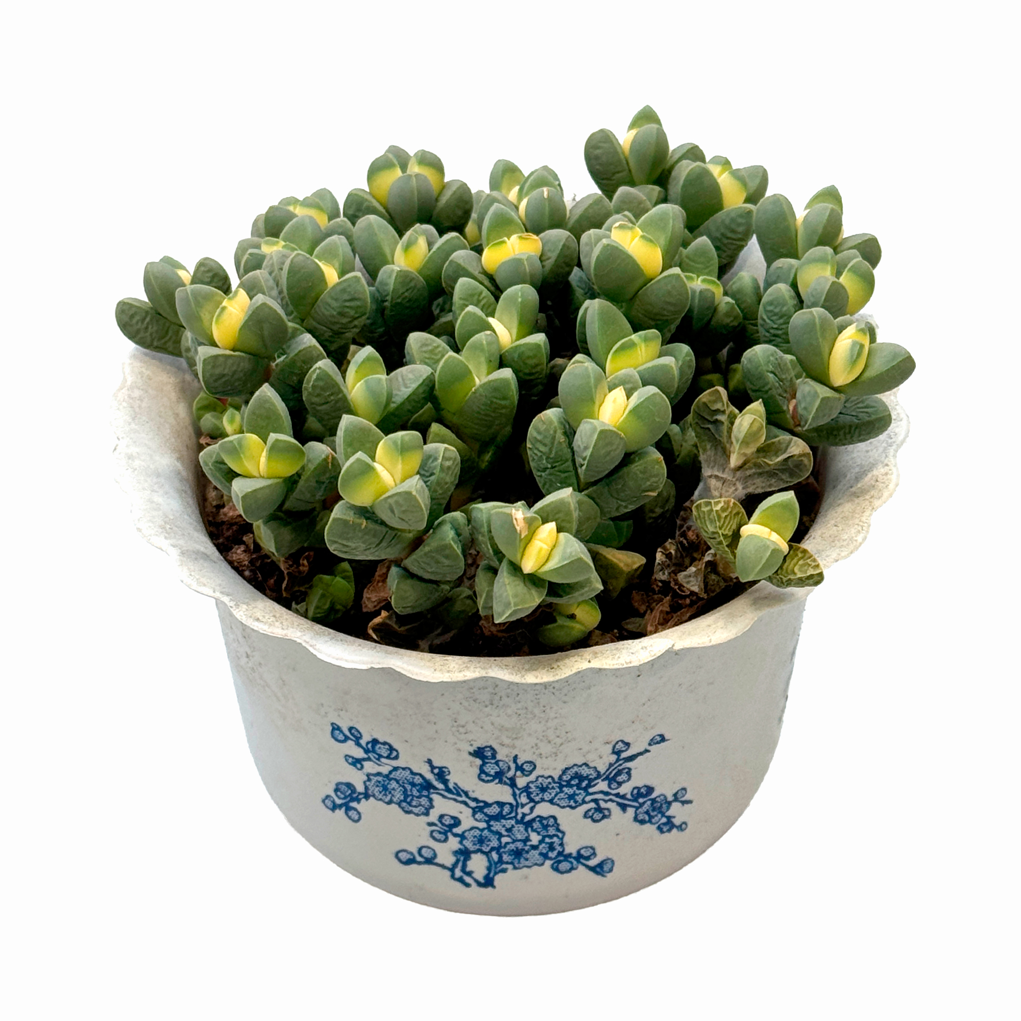 Астридия бархатистая