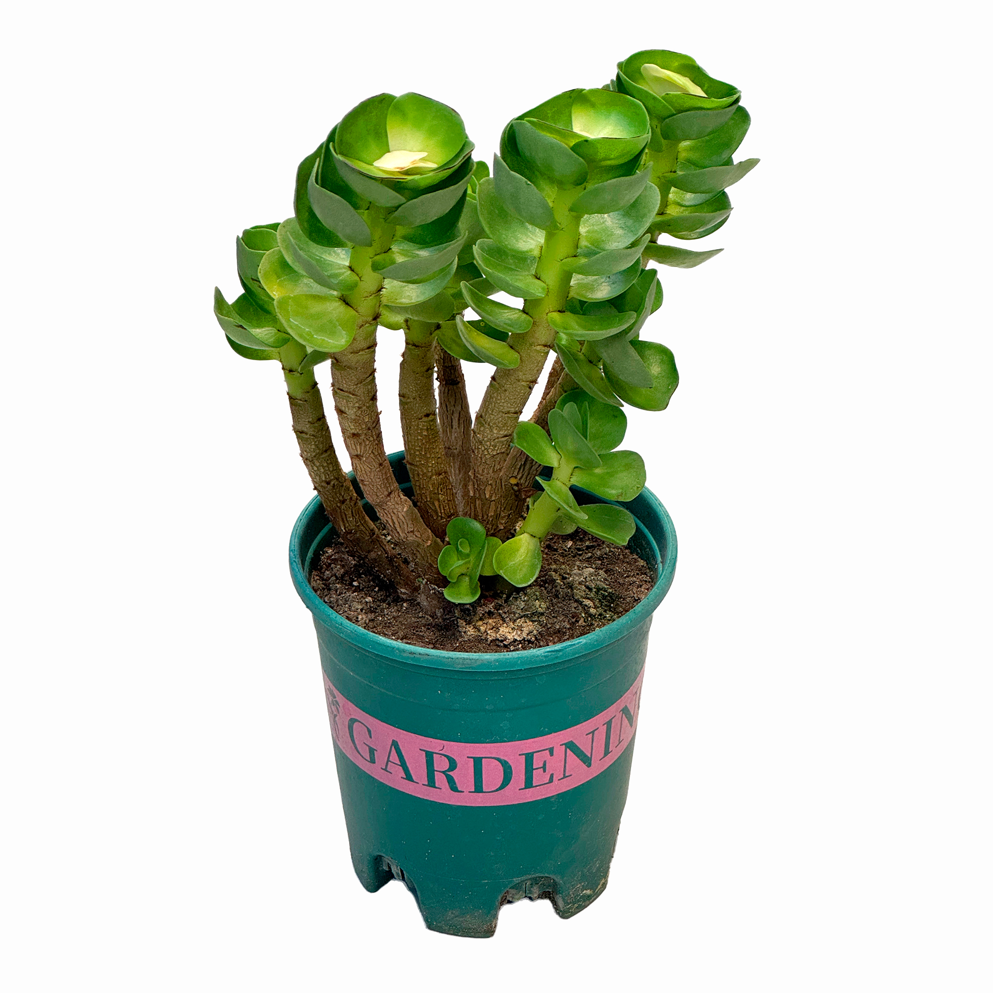 Портулак молокинийский