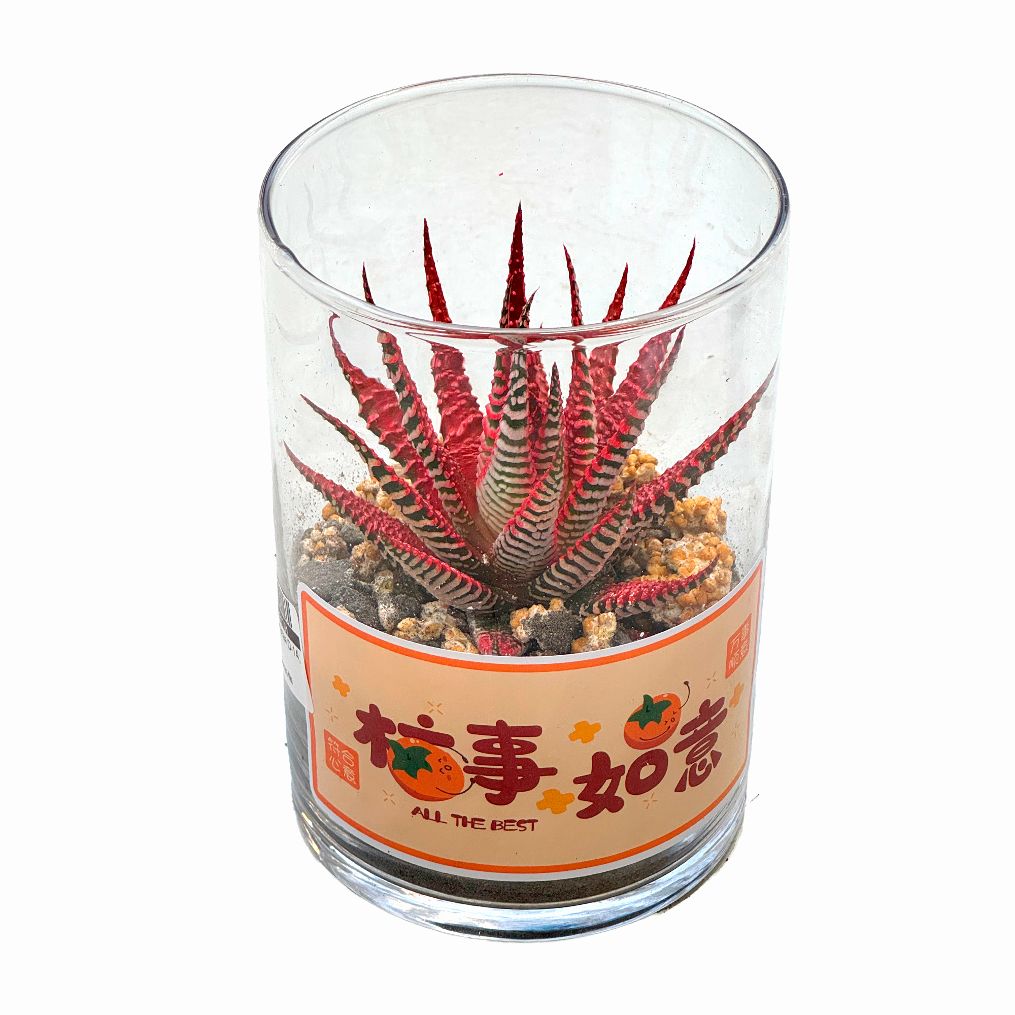 Хавортия полосатая