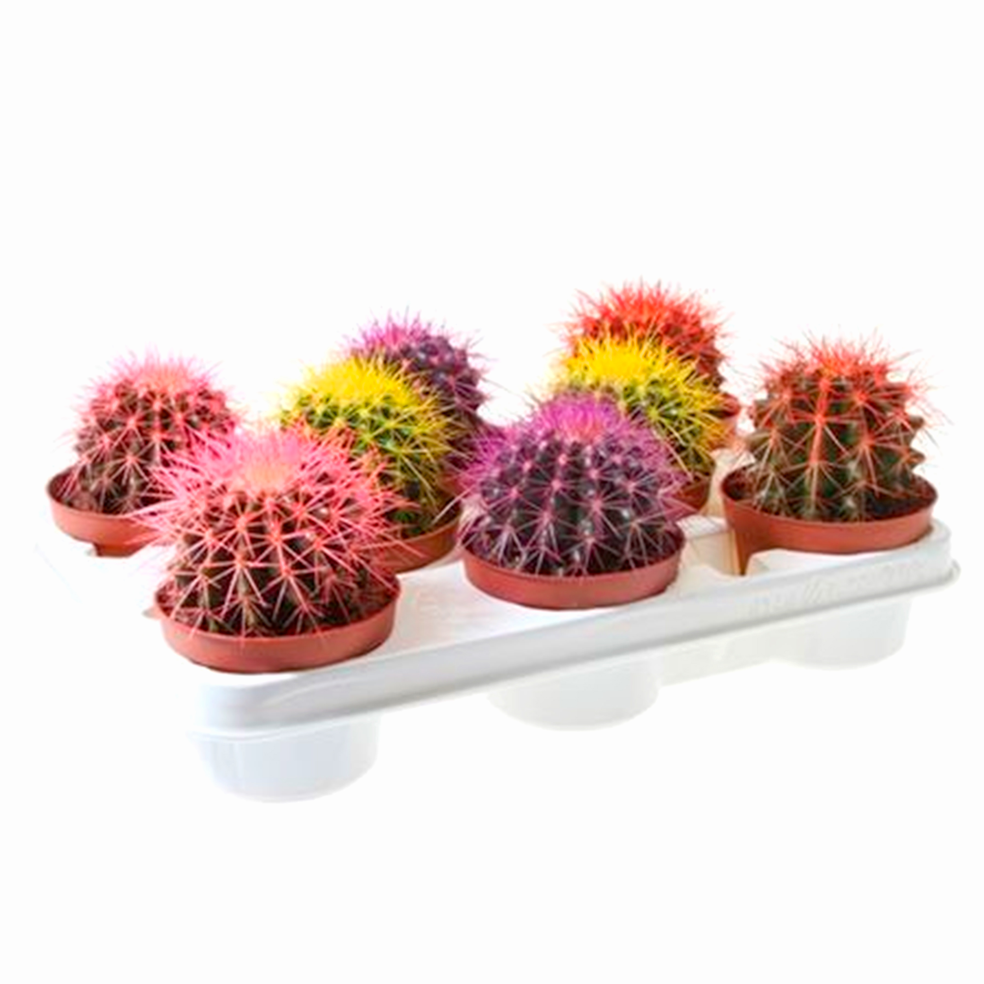 Эхинокактус краш. микс