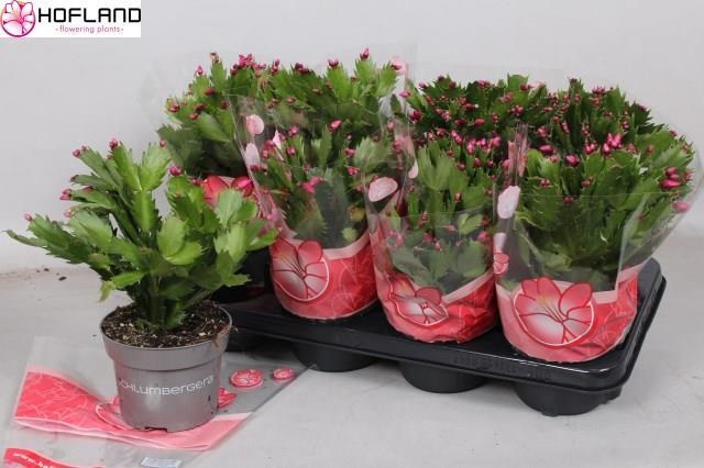 Шлумбергера розовая