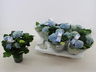 Гортензия Меджикал Революшен микс