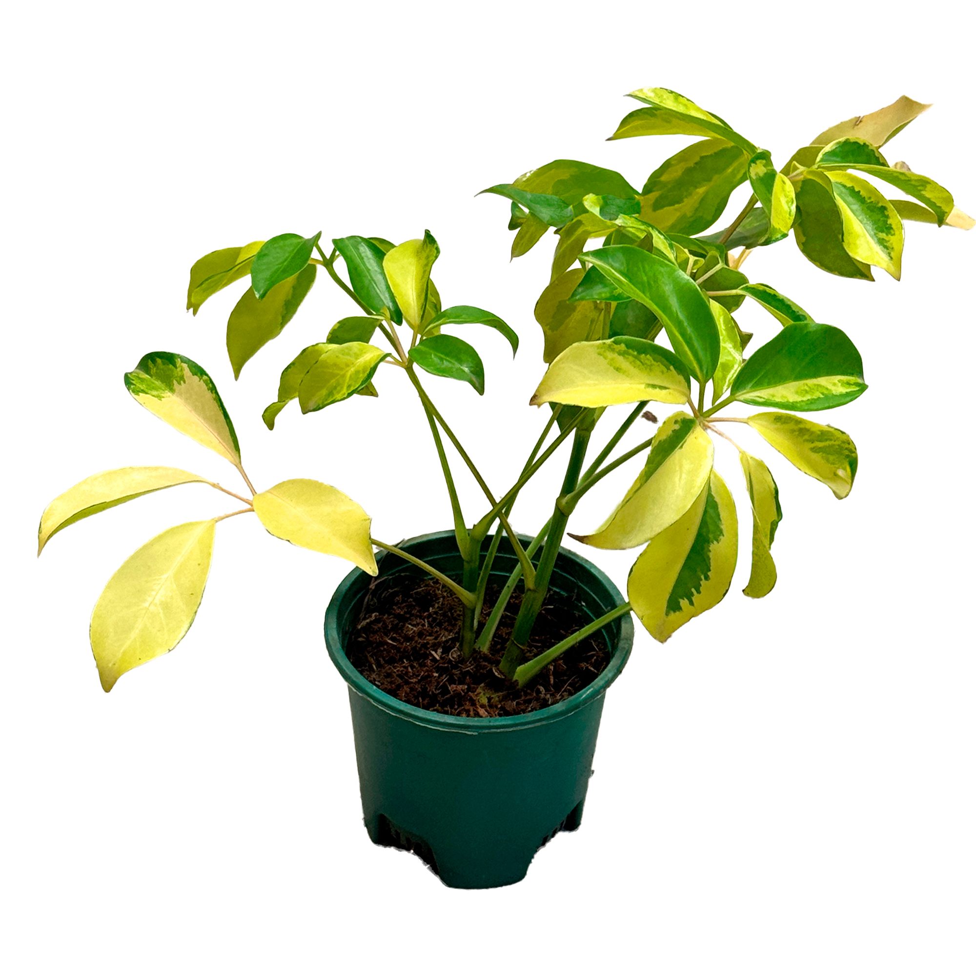 Шеффлера Вариегата