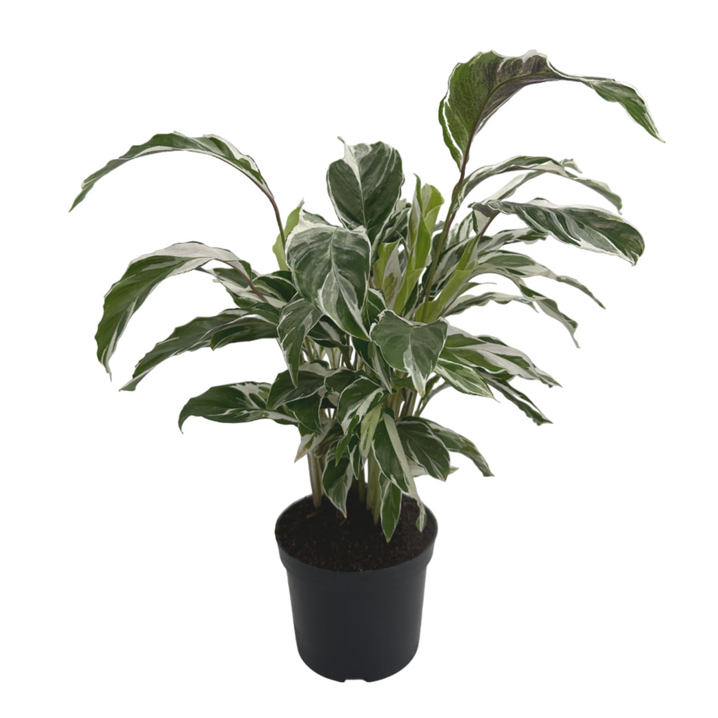 Калатея Фьюжн Вайт