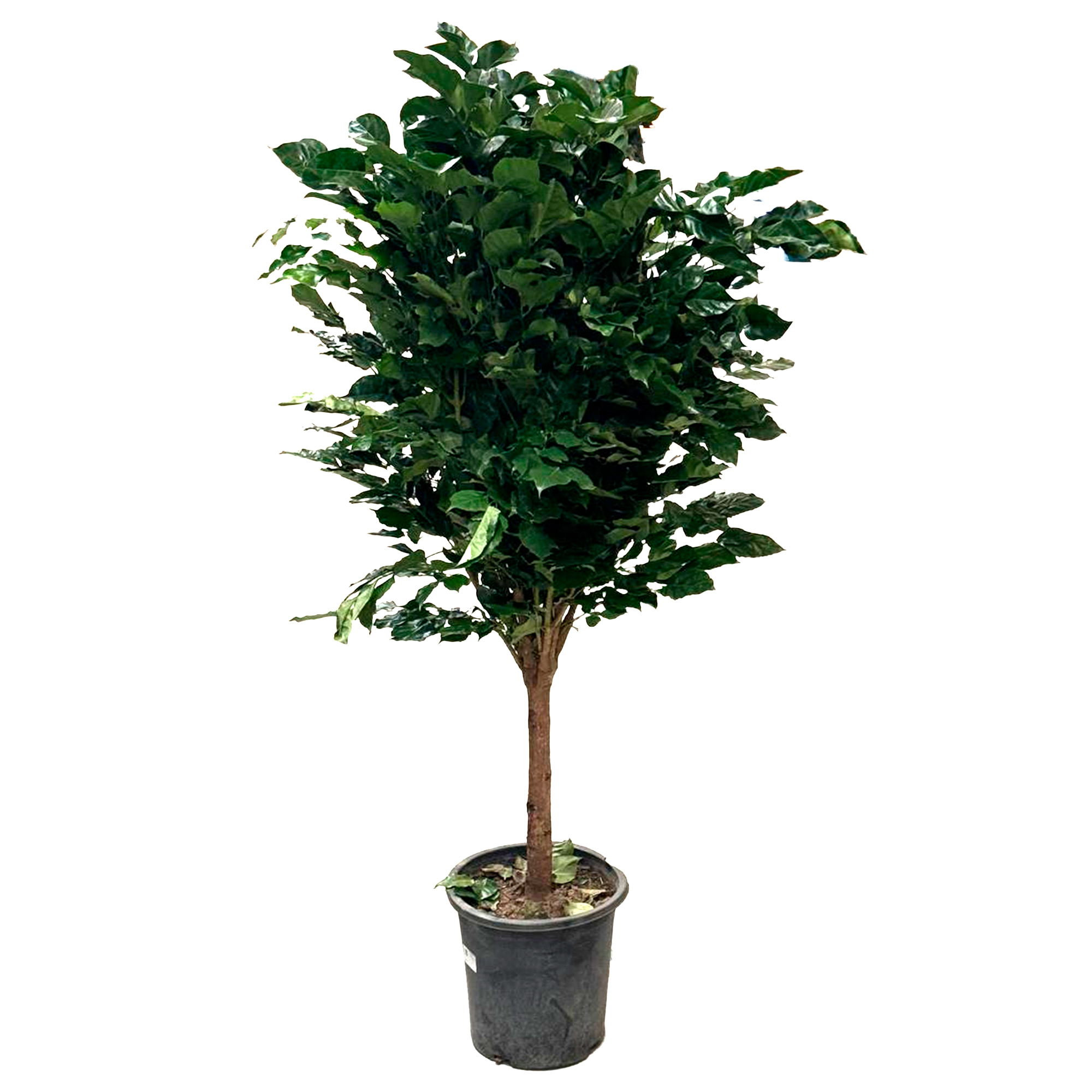 Радермахера