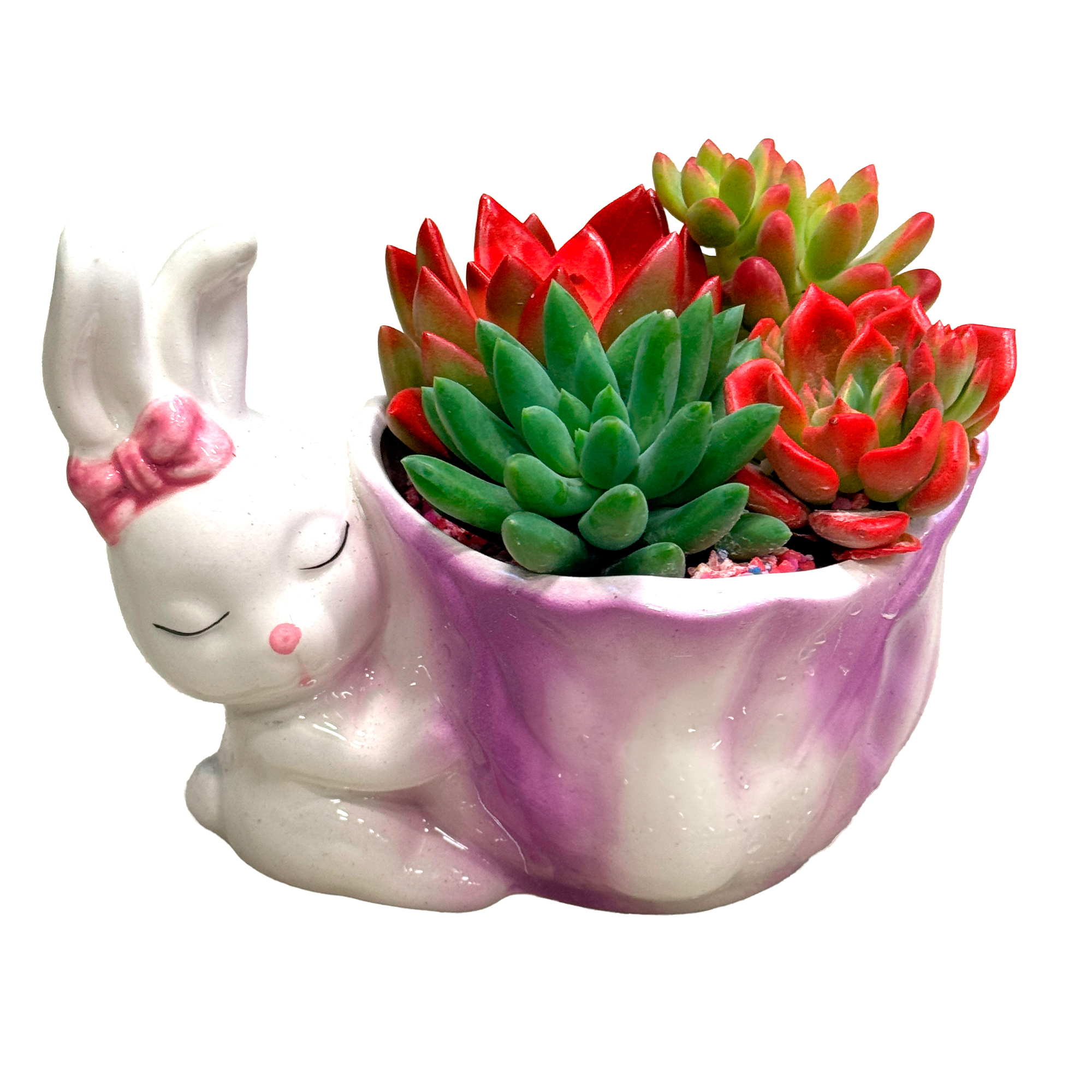 Суккулент (композиция) в керамике