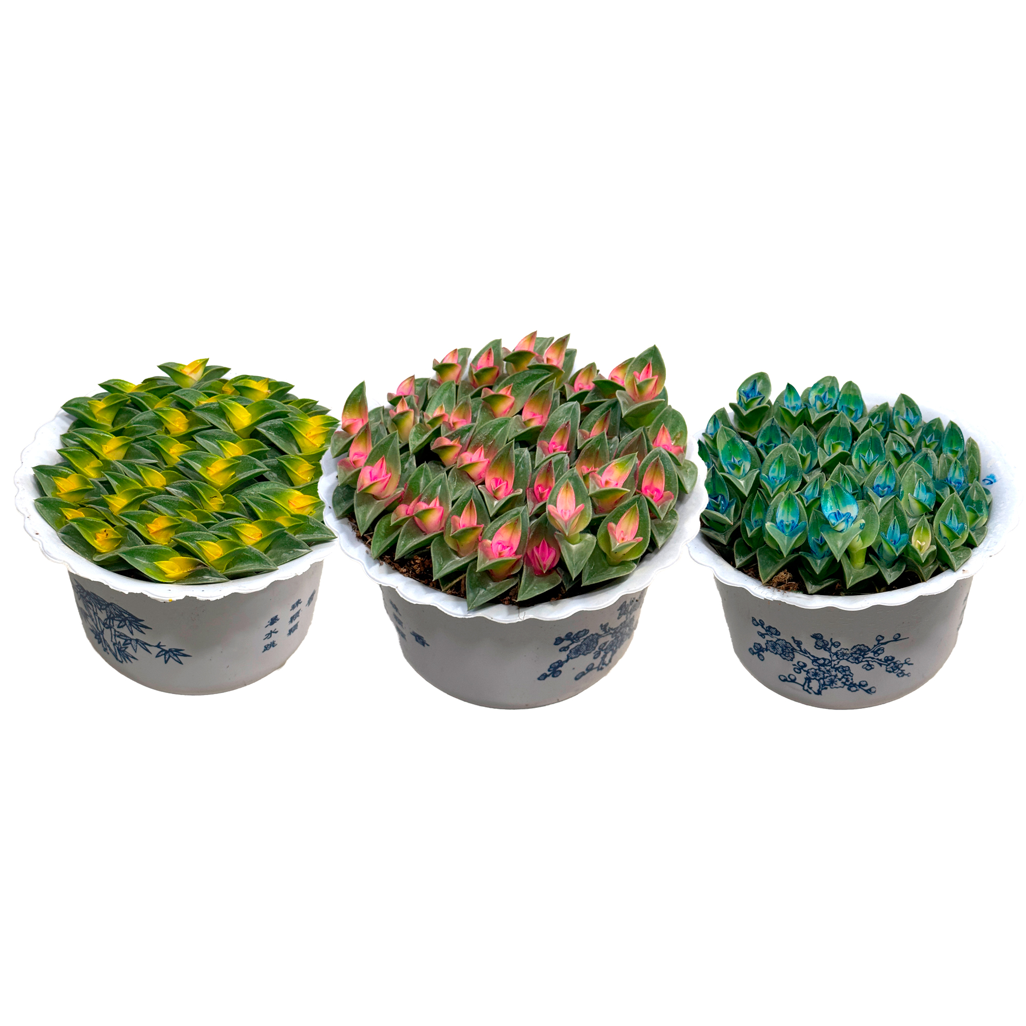 Крассула Храм Будды