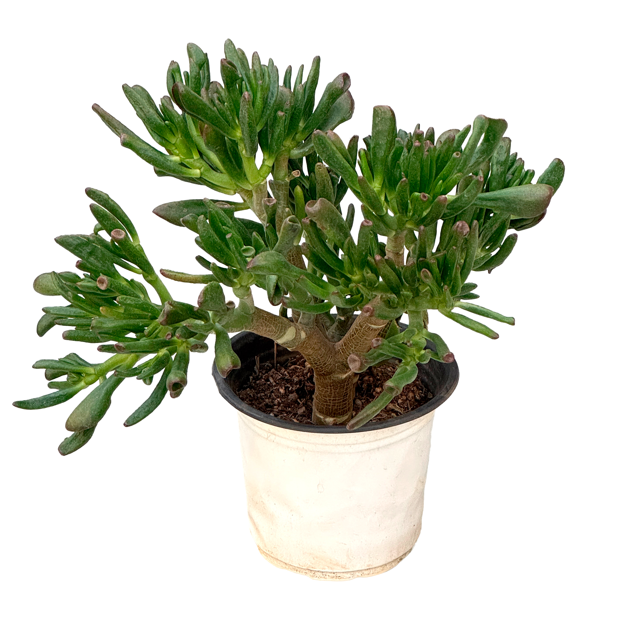 Крассула овата Голлум