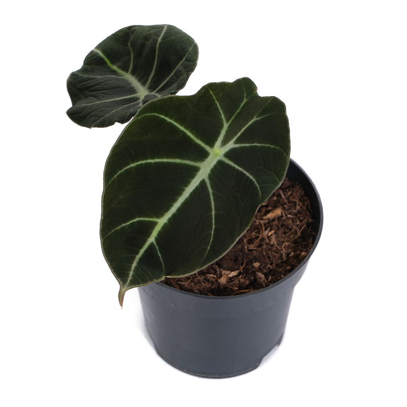 Алоказия Ниндзя