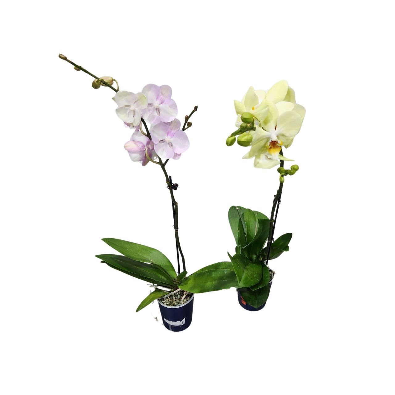 Фаленопсис Китайский Микс 1 ст