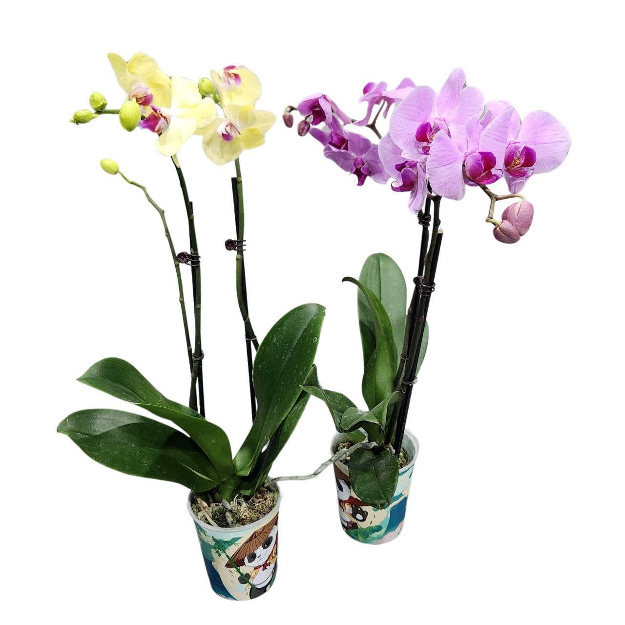Фаленопсис Китайский Микс 2 ст