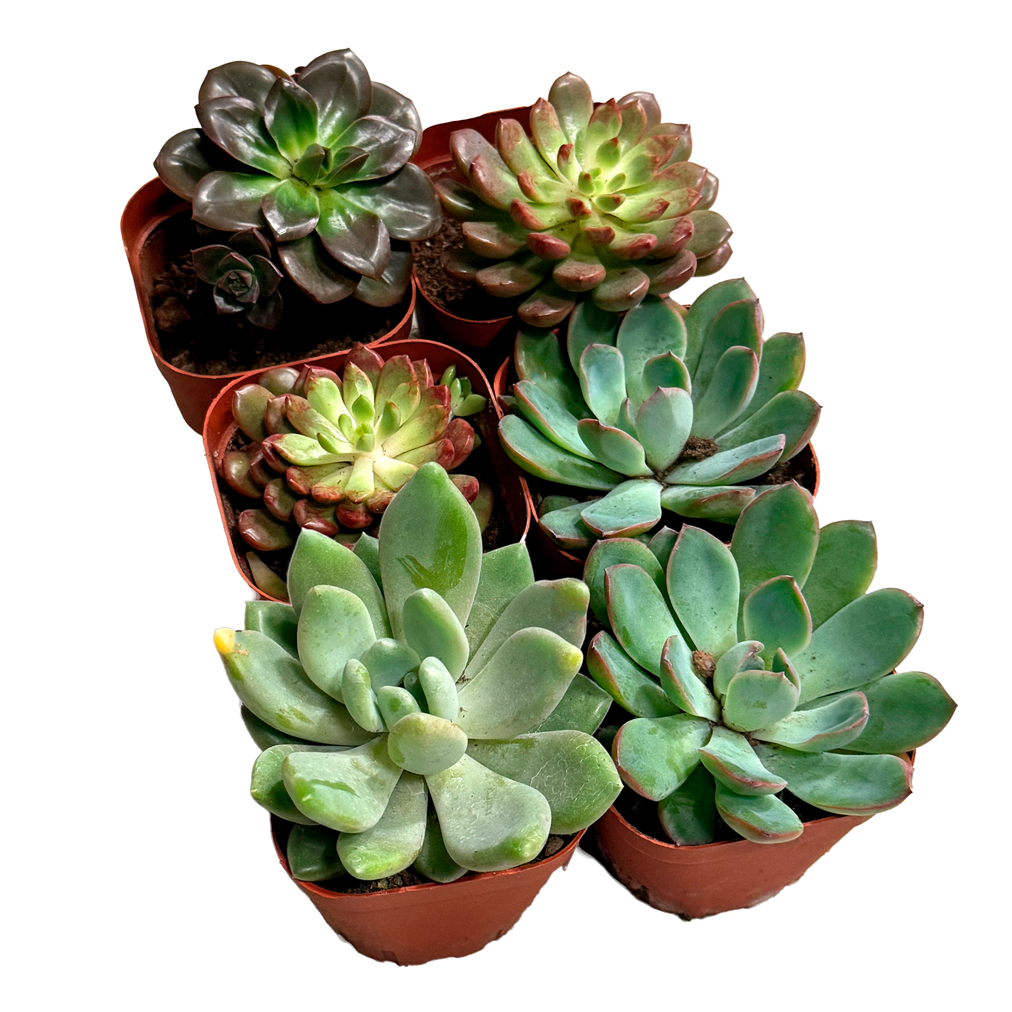 Эхеверия премиум Микс