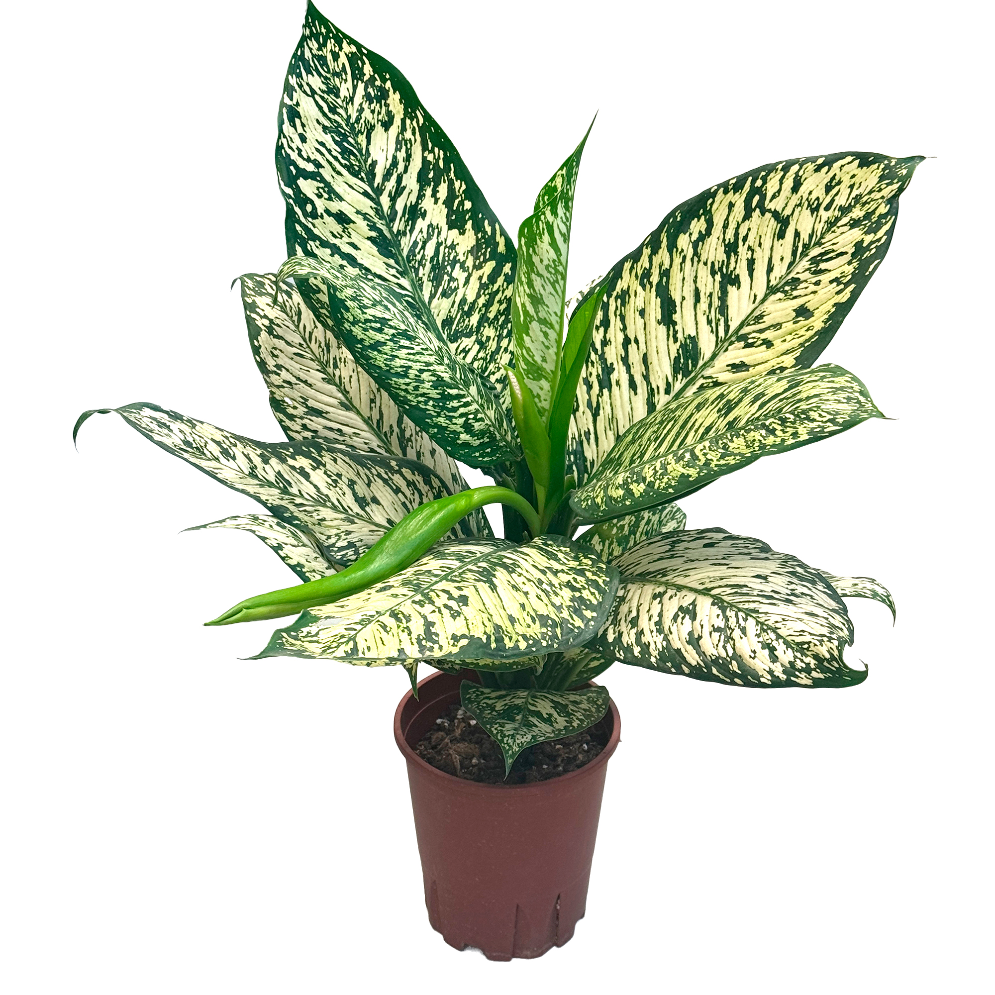 Диффенбахия Вайт Этна