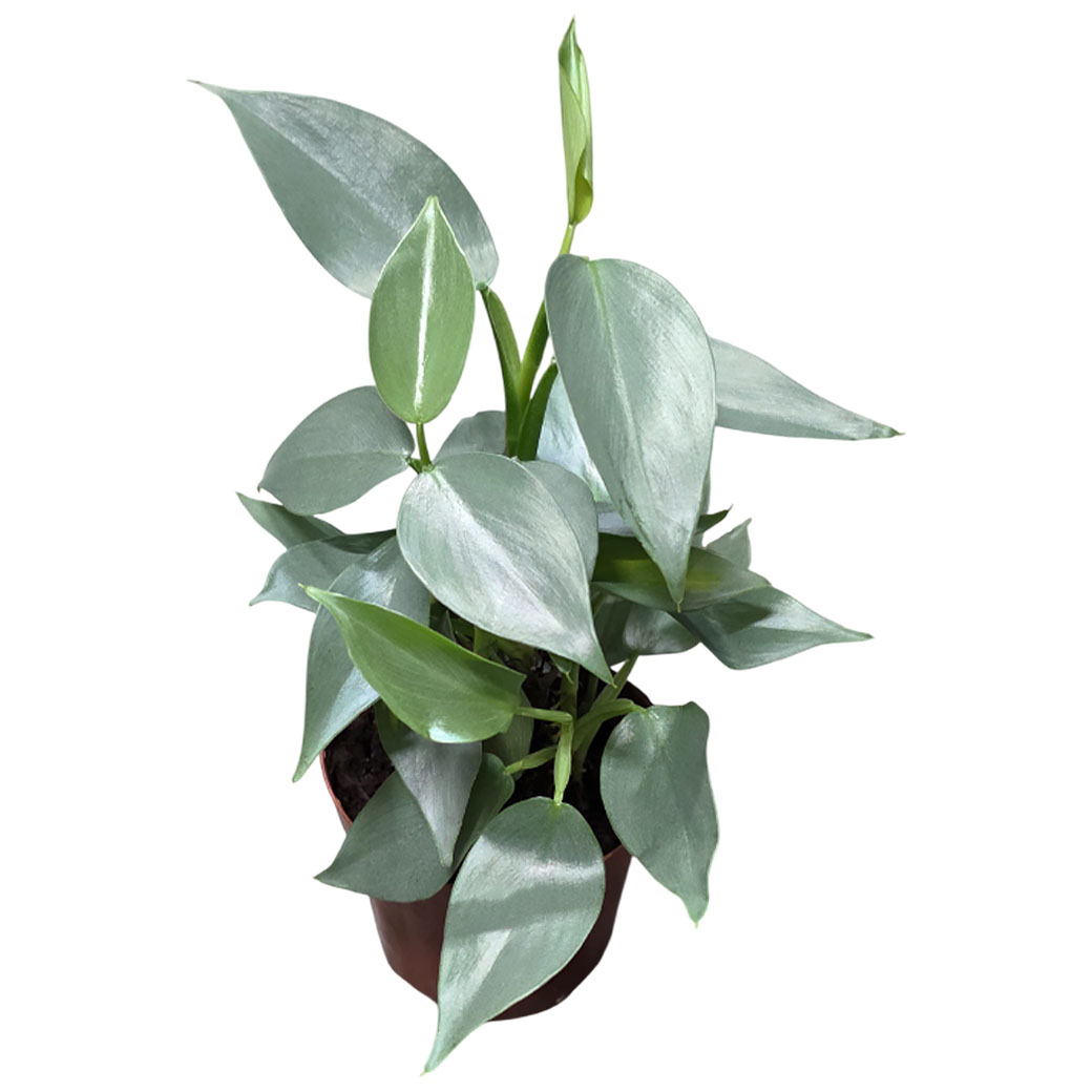 Филодендрон Сильвер Даст