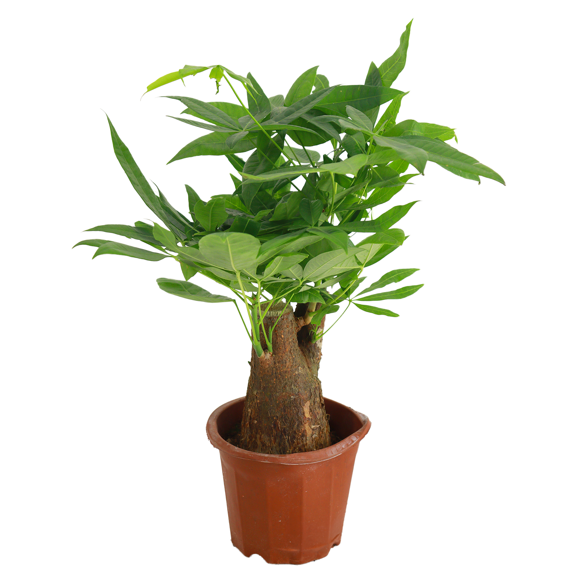 Пахира Акватика ствол