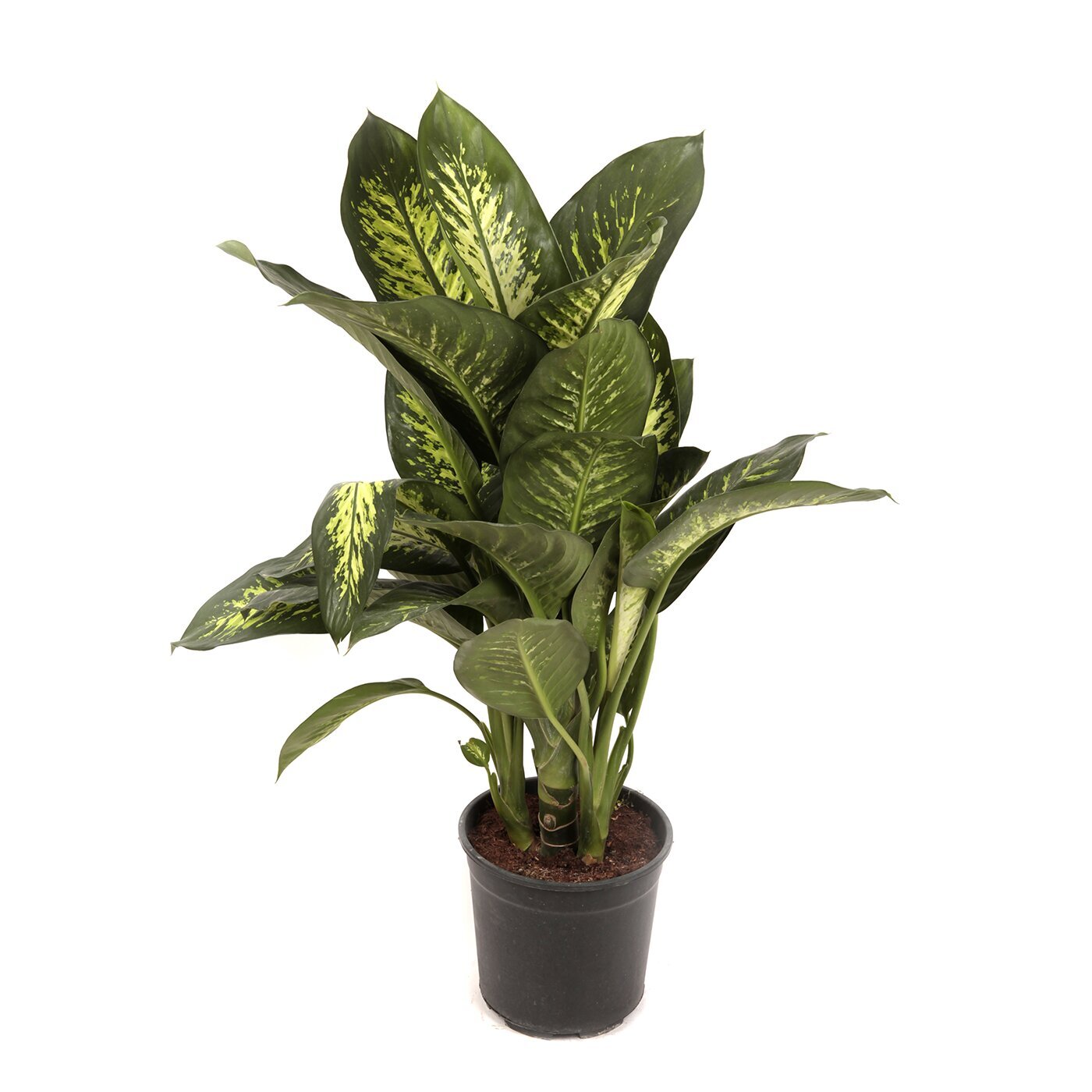 Диффенбахия Тропик Сноу