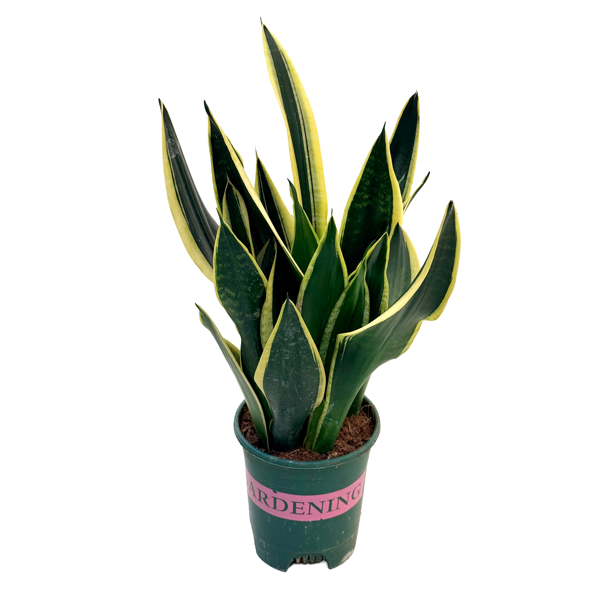 Сансевиерия Футура