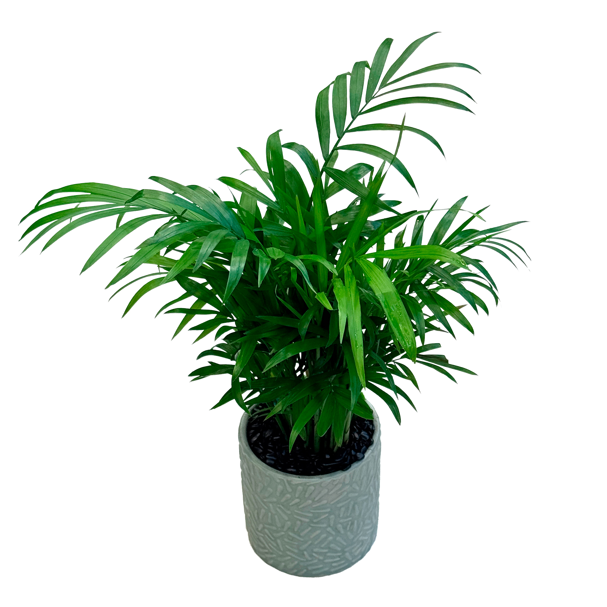 Хризолидокарпус Лутесценс в керамике